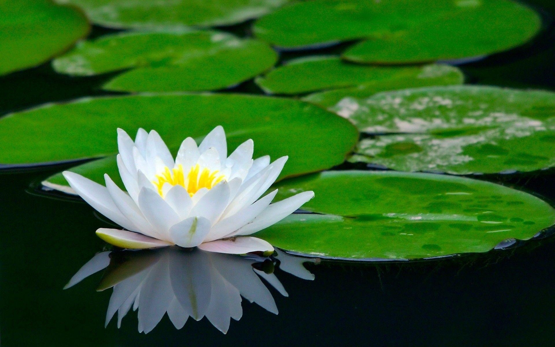 1920x1200 In Gallery: Lotus Flower Wallpaper, 45 Lotus Flower HD Wallpaper, Desktop