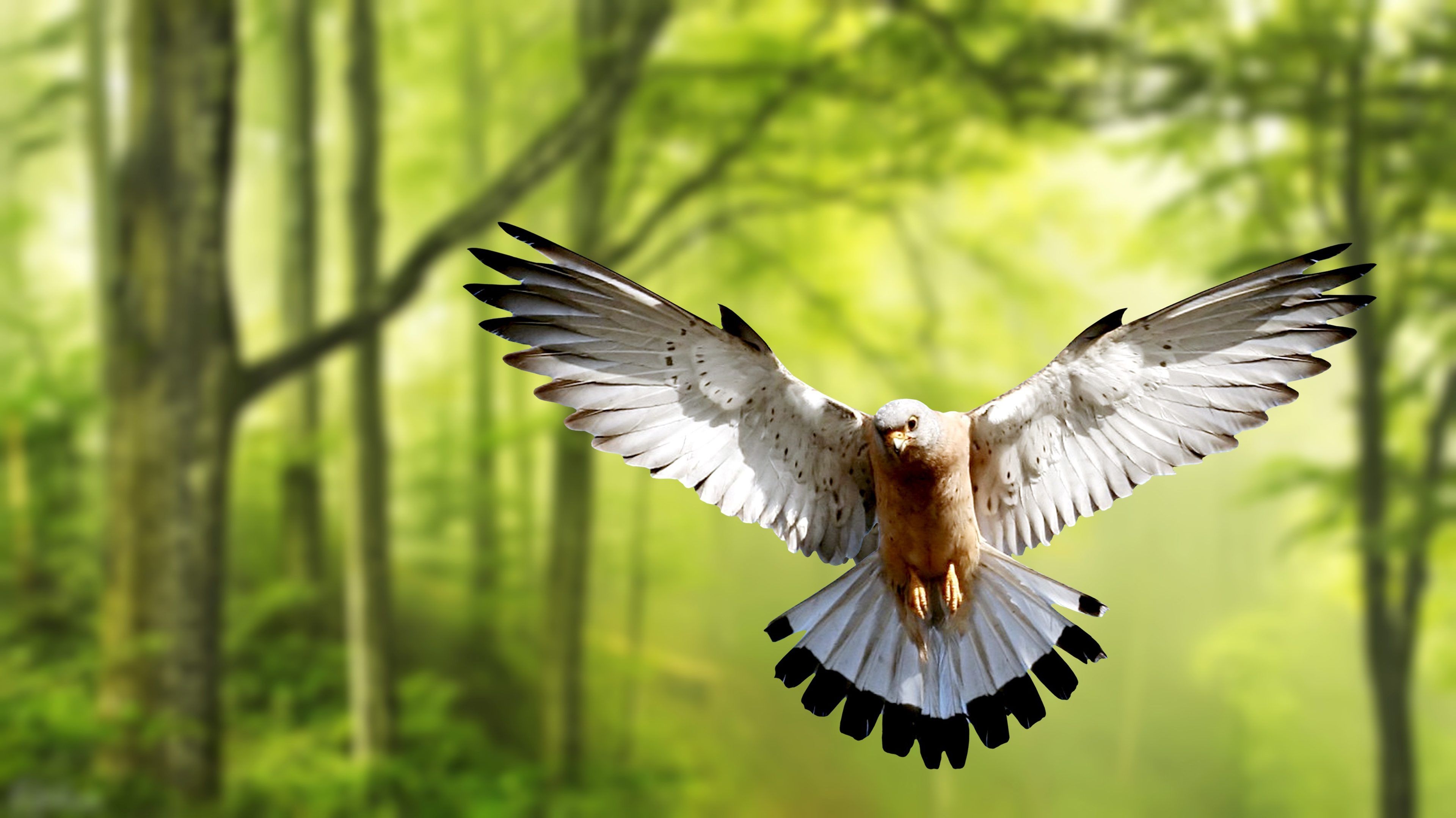 3840x2160 Ultra HD Eagle Wallpaper 4k HD Wallpaper, Desktop