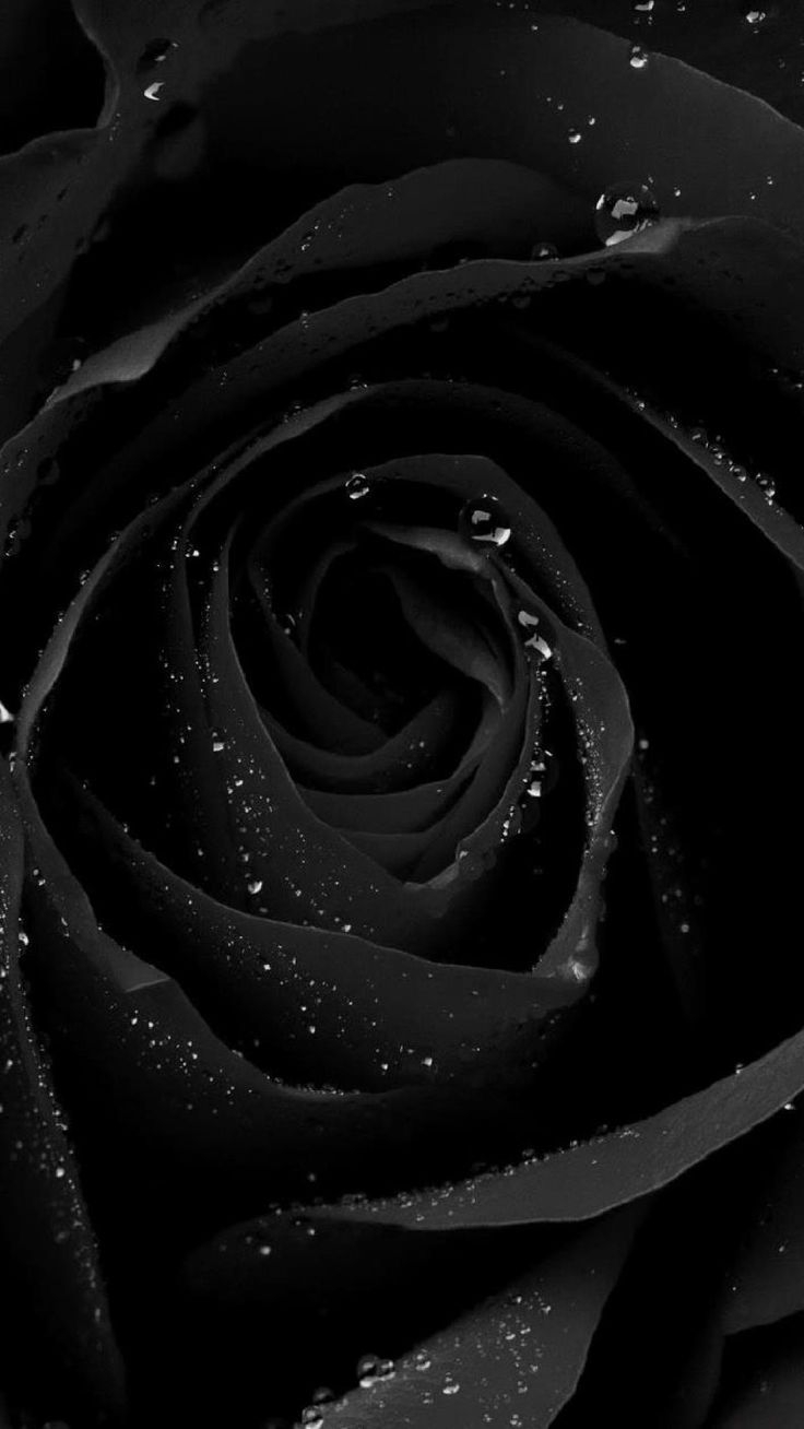 740x1310 dongetrabi: Black Rose iPhone Wallpaper Image, Phone