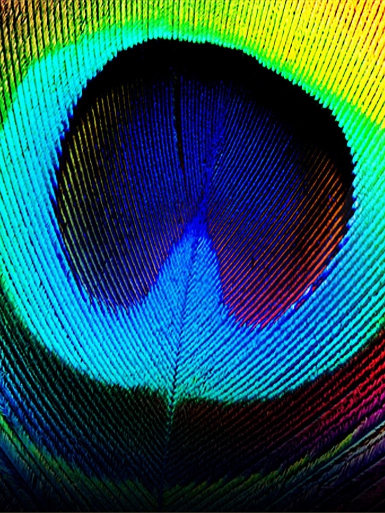 770x1030 iPhone Peacock Feather Wallpaper HD, Phone