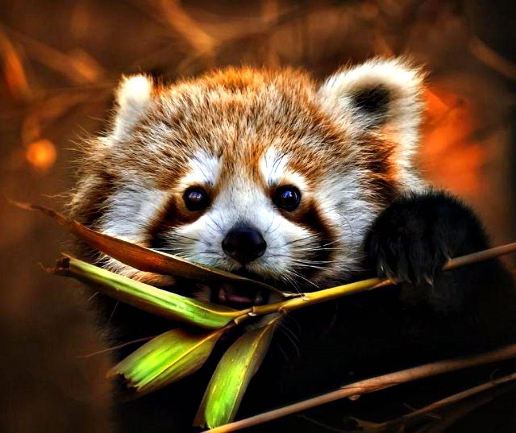 1030x860 Red Panda Wallpaper, Desktop