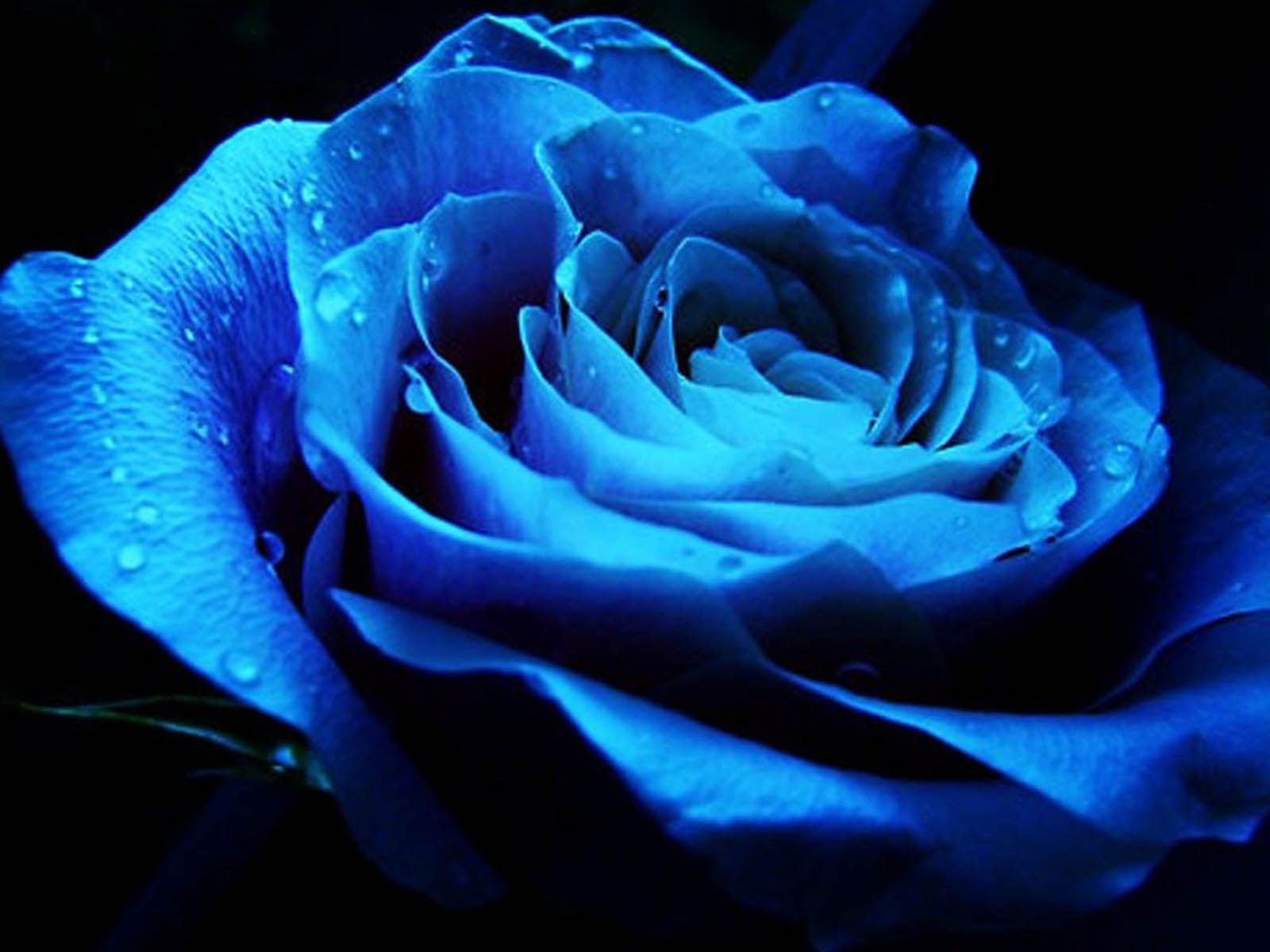 1600x1200 Blue rose wallpaper for PC, Desktop