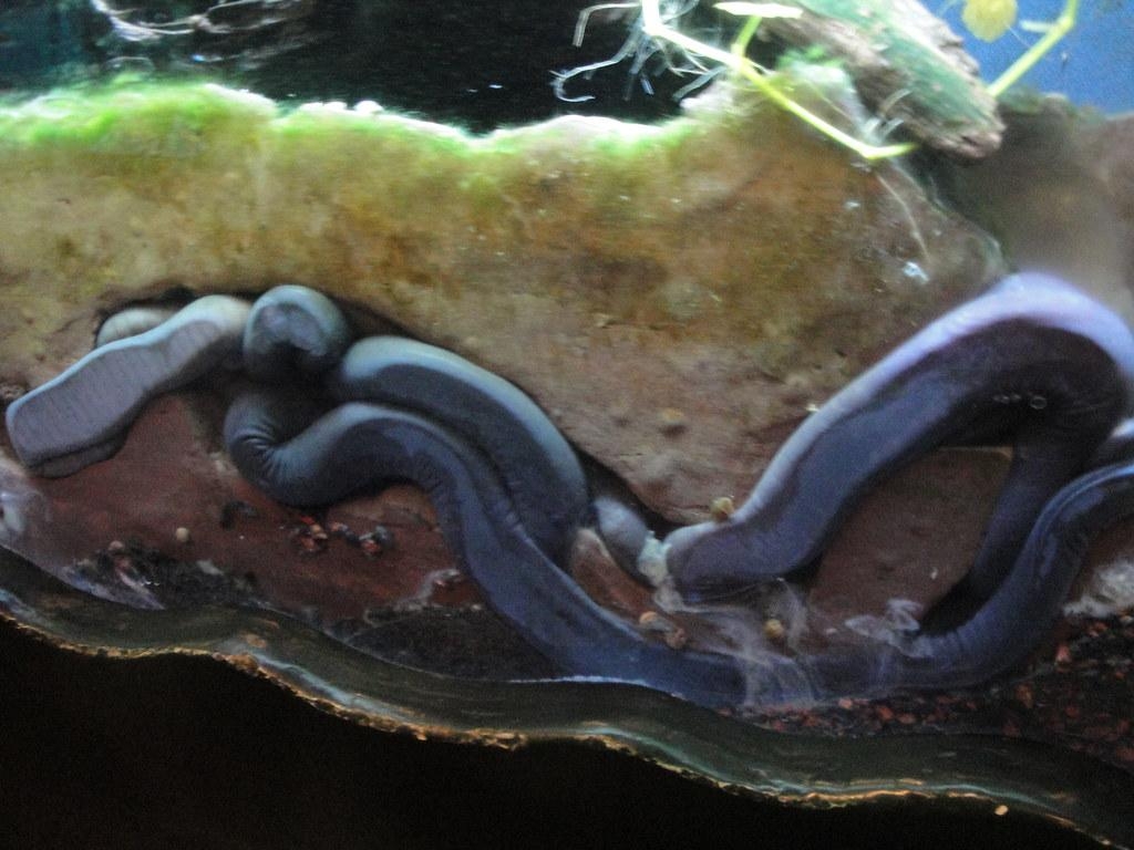 1030x770 Living Planet Aquarium Caecilians. fkalltheway, Desktop