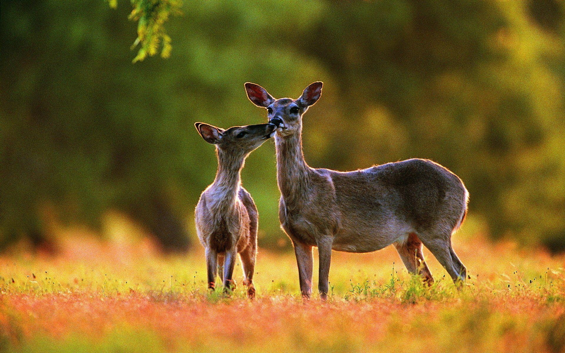 1920x1200 Deer HD Wallpaper, Desktop