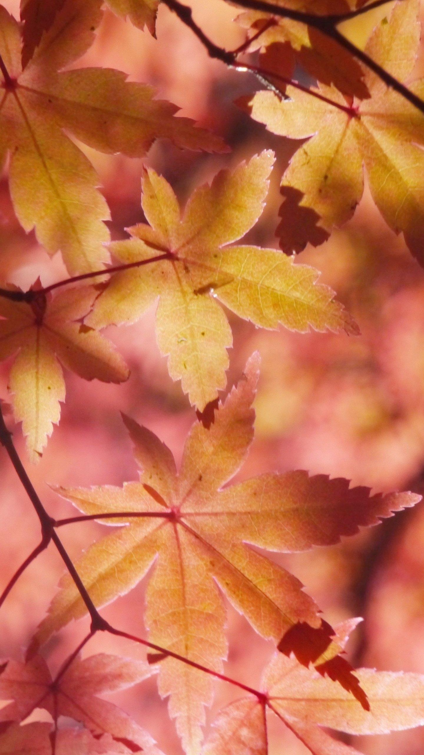 1440x2560 Autumn Maple Leaves Wallpaper.graffitiwallpaper.com, Phone