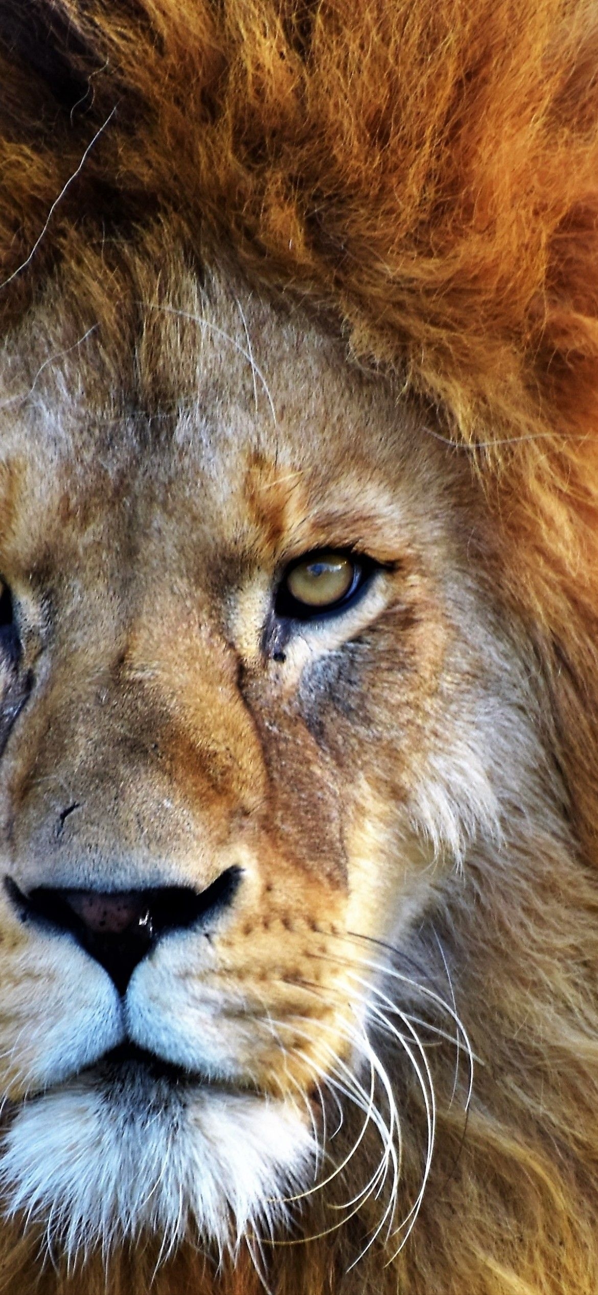 1170x2540 African Lion Wallpaper 4K, Big cat, Predator, Wild animal, Carnivore, Animals, Phone