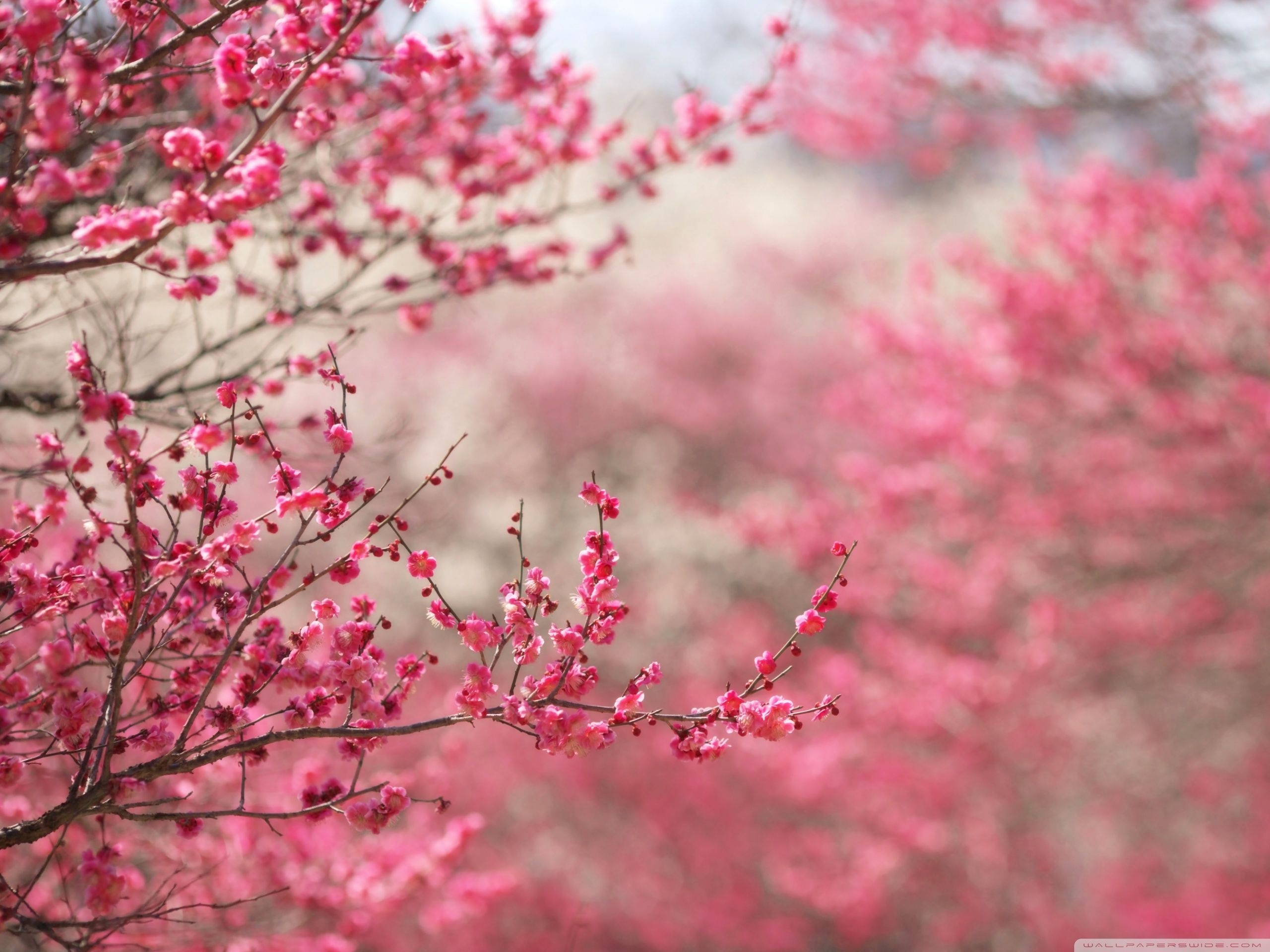 2560x1920 Free Spring Wallpaper Widescreen at Landscape Monodomo, Desktop