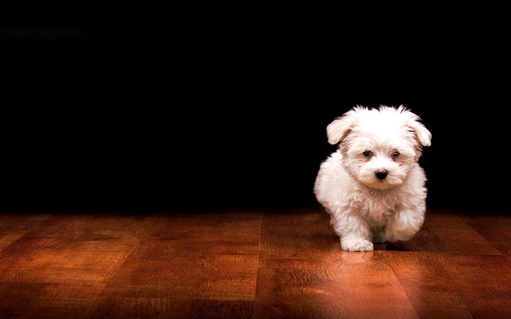 1680x1050 Wallpaper Dogs Puppies, Desktop