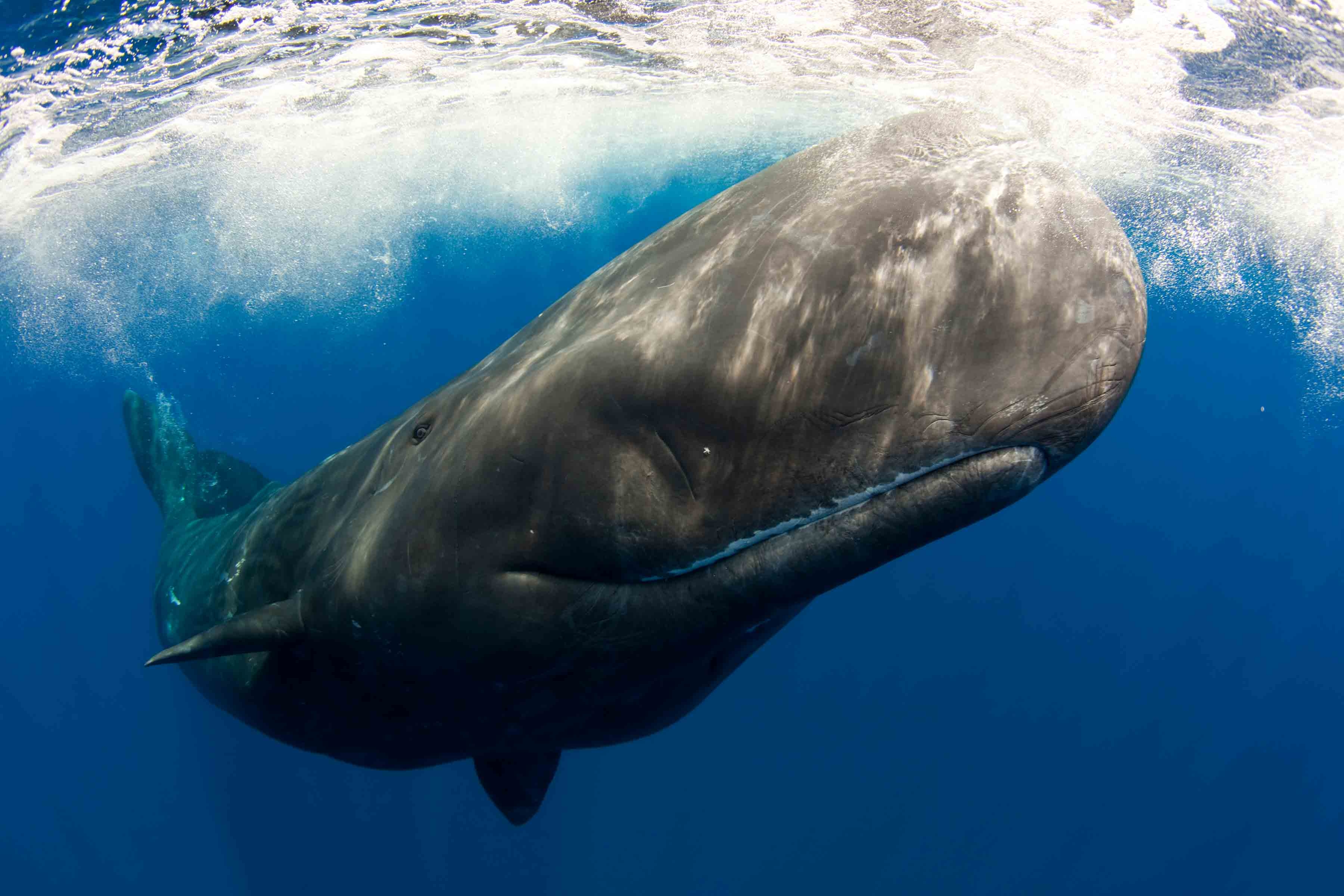 3600x2400 Bowhead Whale Best Wallpaper 18689, Desktop