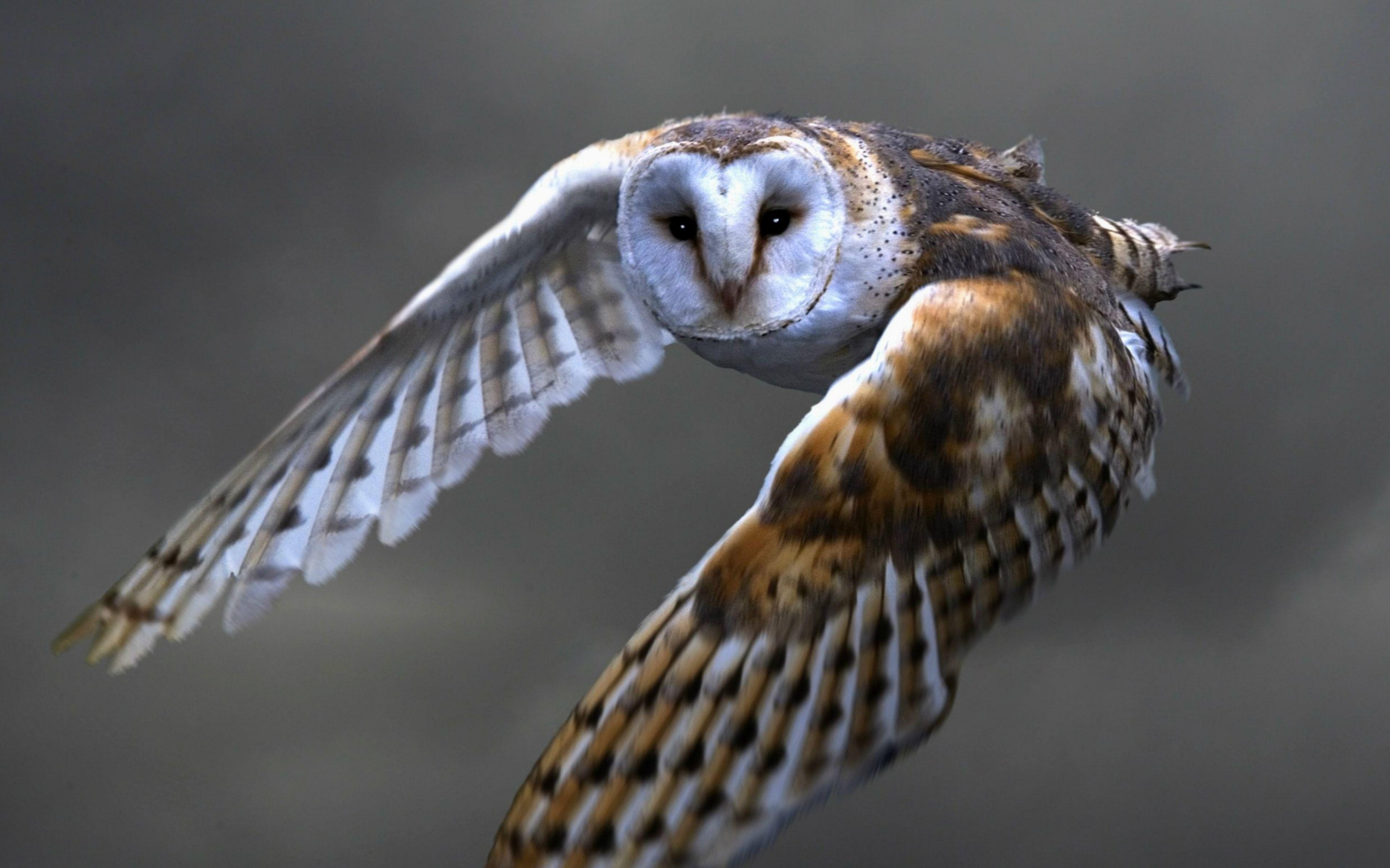 3840x2400 Download Wallpaper  Owl, Barn owl, Flying, Bird, Predator, Desktop