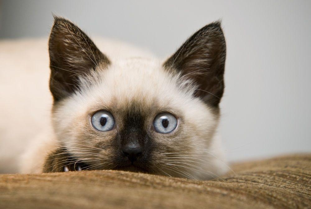 1000x680 Siamese Kitten. Angora Cat, Desktop