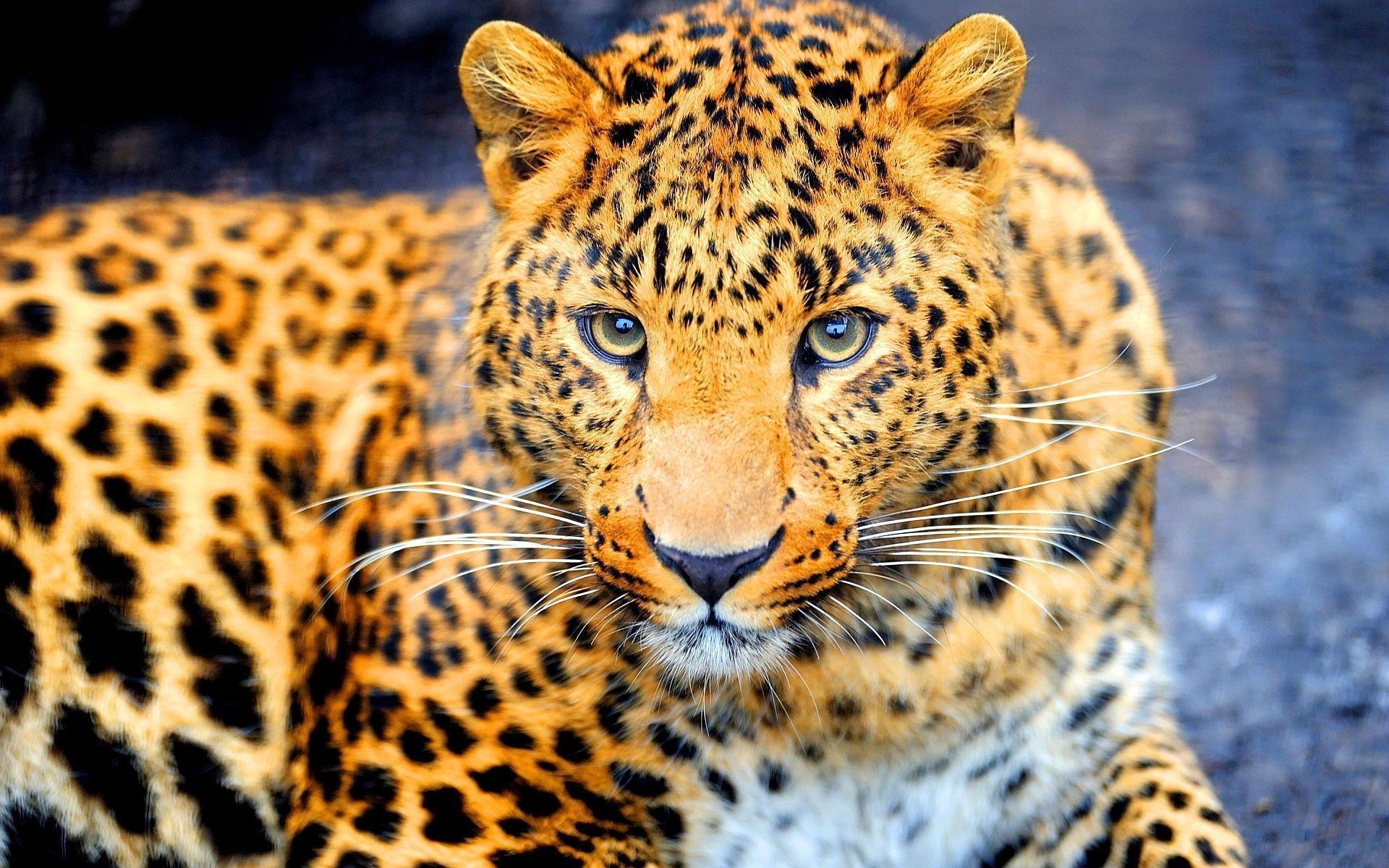 1920x1200 Dangerous jaguar Wallpaper, Desktop