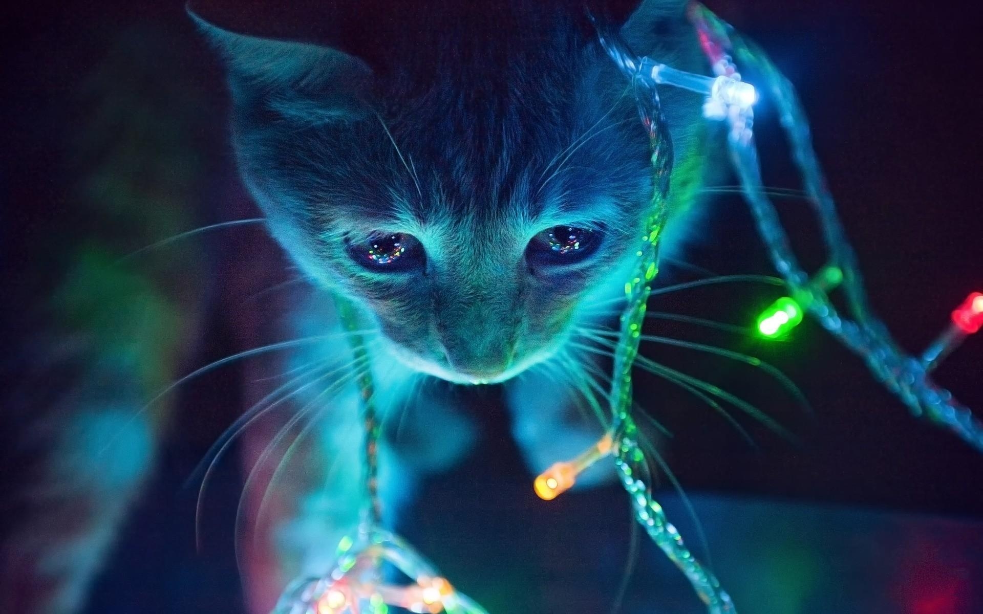 1920x1200 Funny Cat Christmas Wallpaper, Desktop