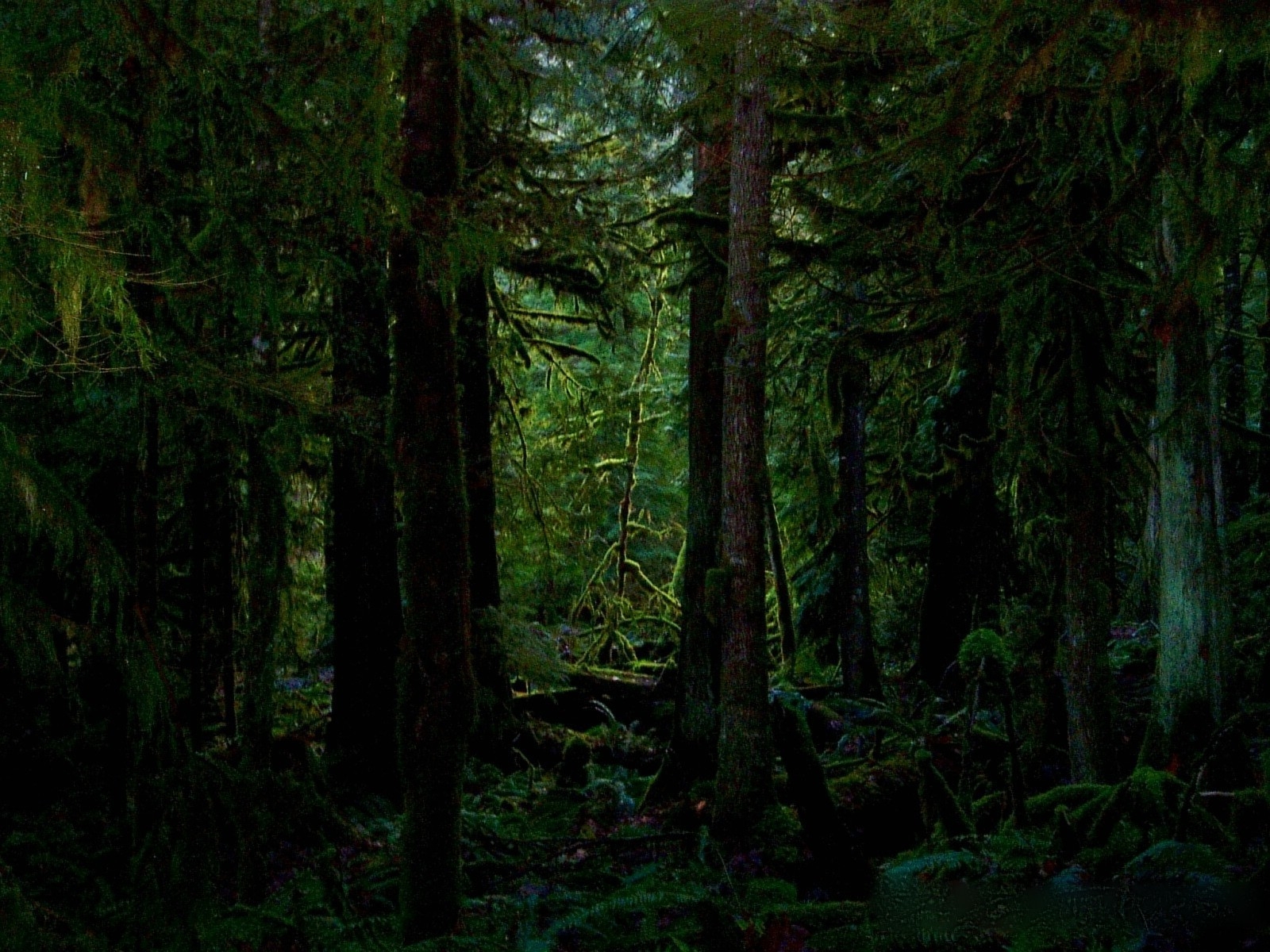 1600x1200 Twilight New Moon Forest, Desktop