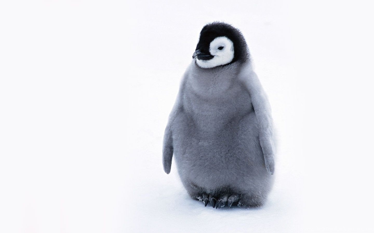 1440x900 Cute Penguin Penguins Wallpaper Fanpop Desktop Background, Desktop