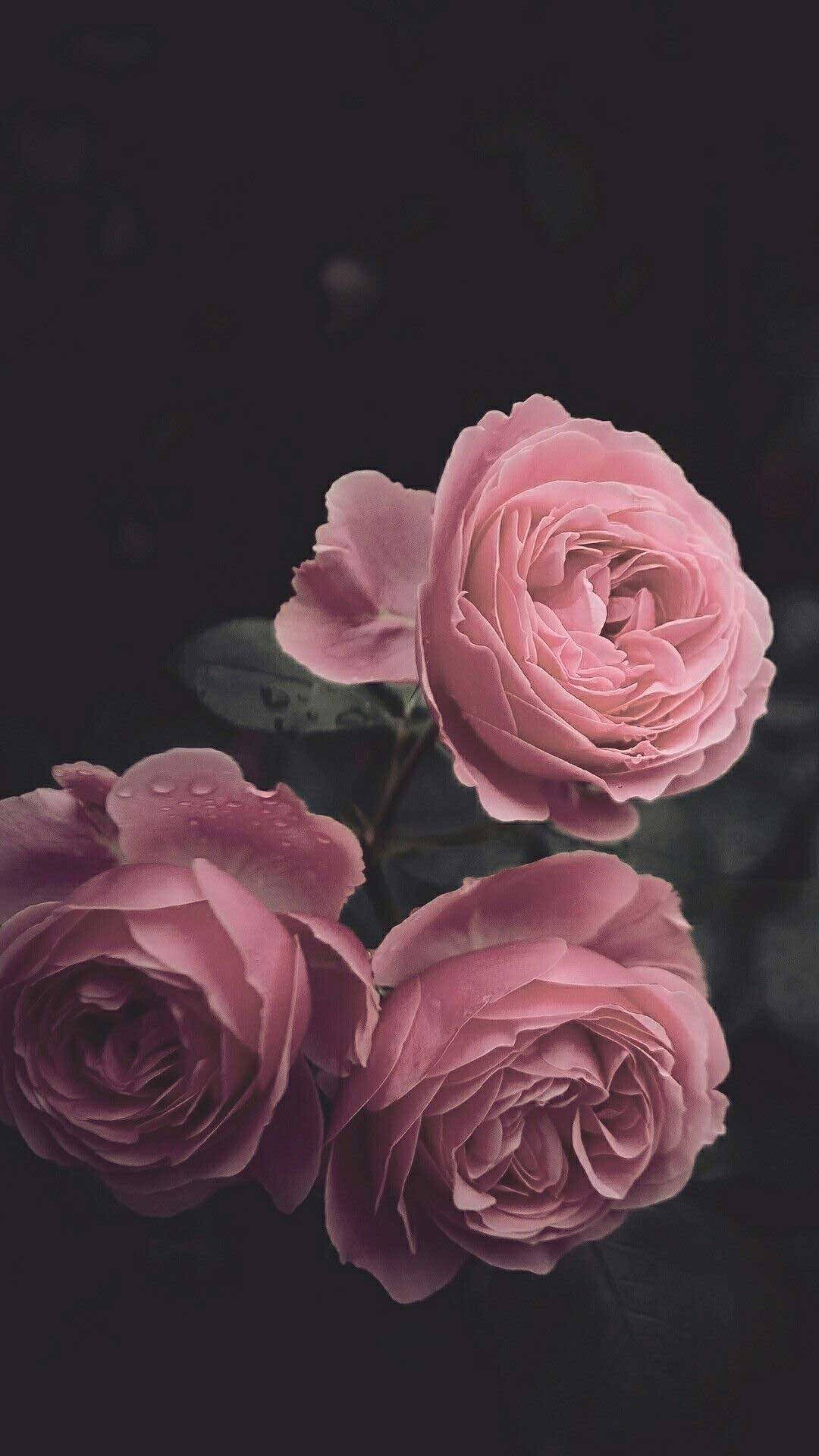 1080x1920 Download Cute Black Aesthetic Pink Roses Wallpaper, Phone