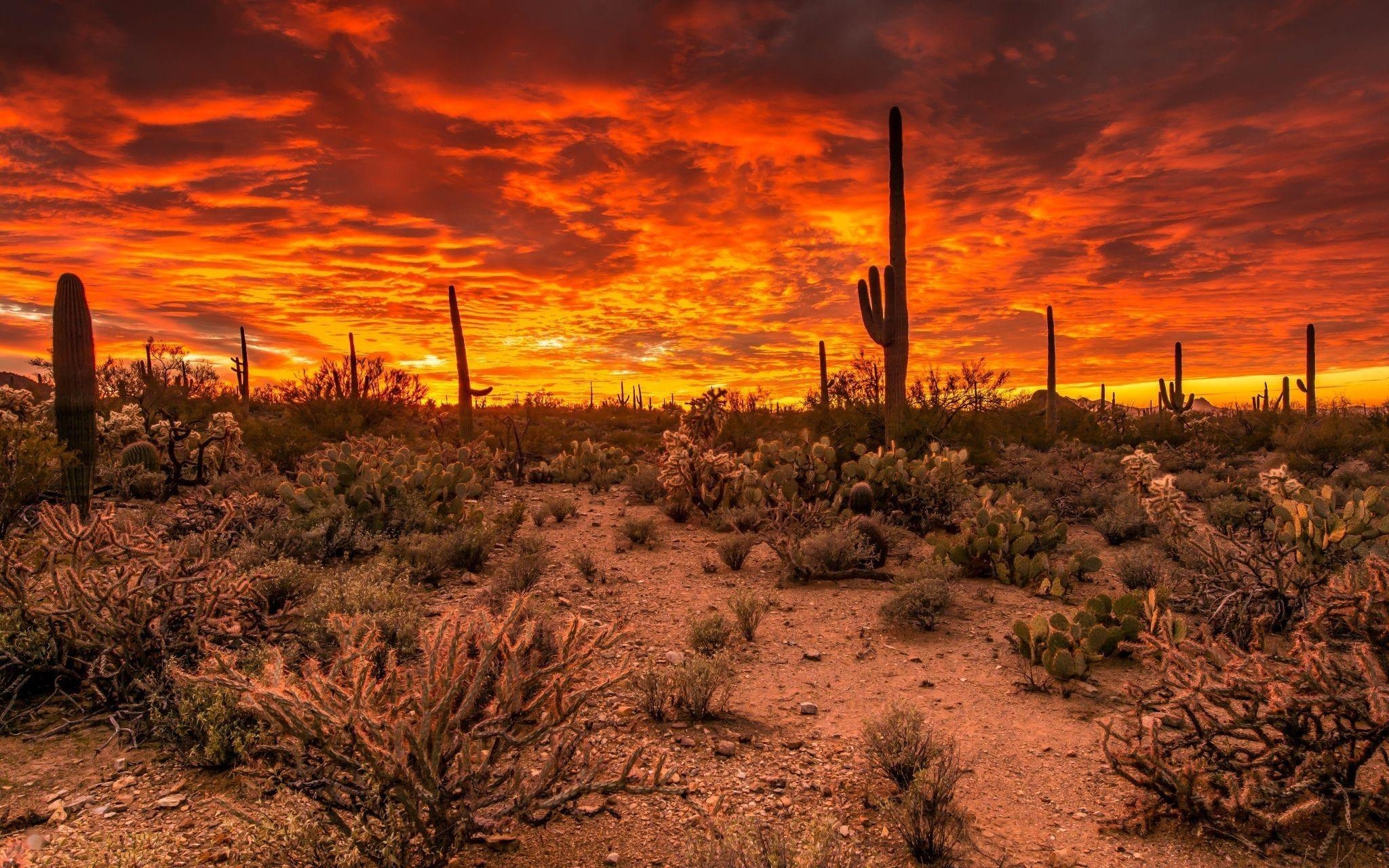 2050x1280 Sunsets: National Sunset Tucson Saguaro Arizona Plants Desert Usa, Desktop