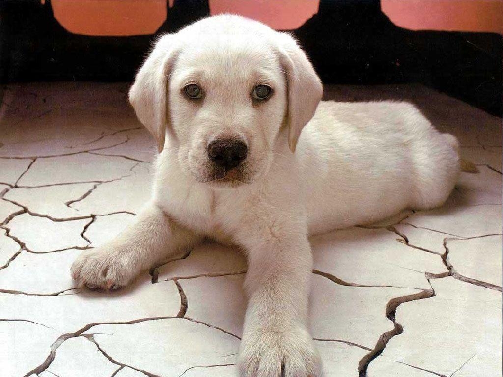 1030x770 White Dog Cute Wallpaper Pics Wallpaper. High Resolution, Desktop