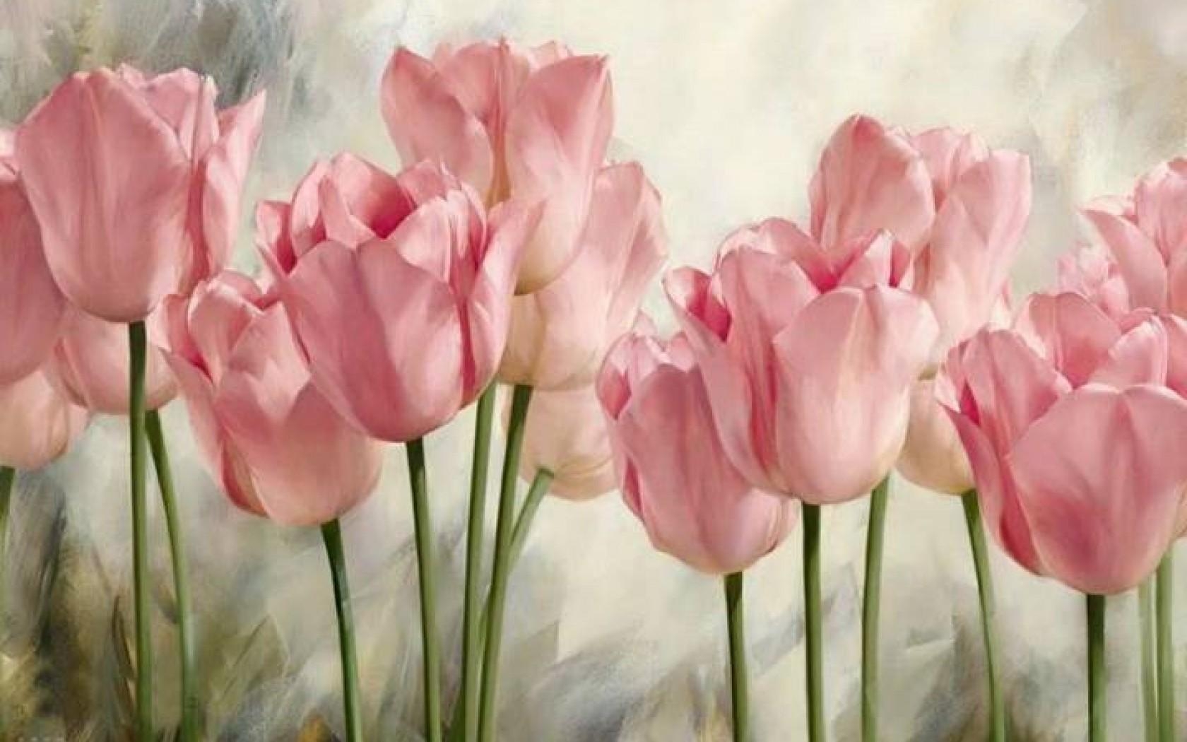 1680x1050 HD Soft pink tulips Wallpaper, Desktop