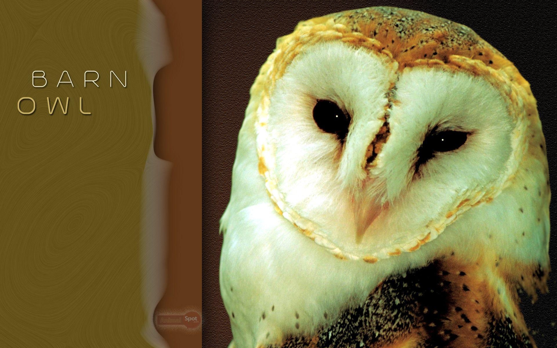 1920x1200 Barn Owl Wallpaper, Desktop