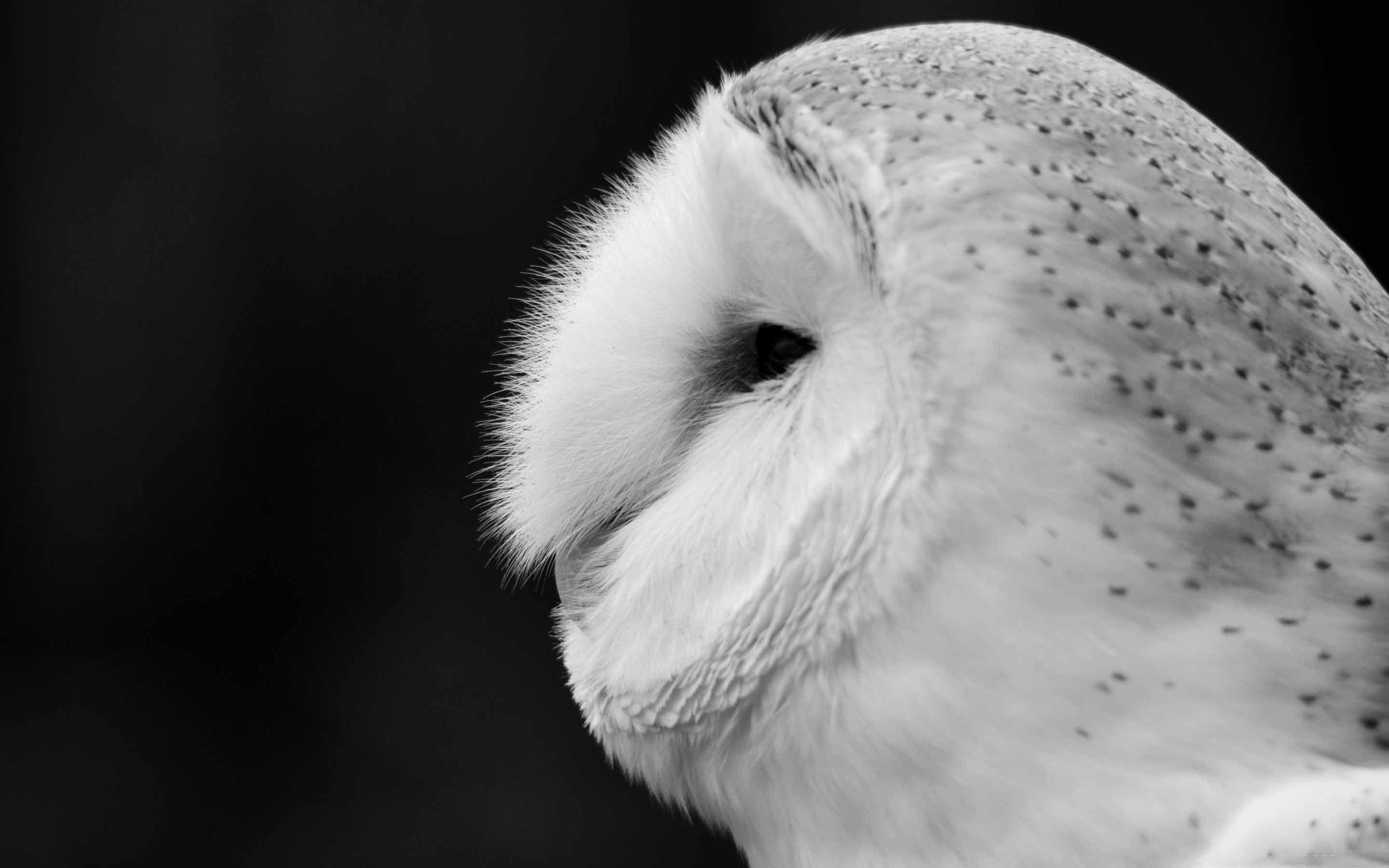 2880x1800 Barn Owl Black And White Mac Wallpaper Download. Free Mac, Desktop