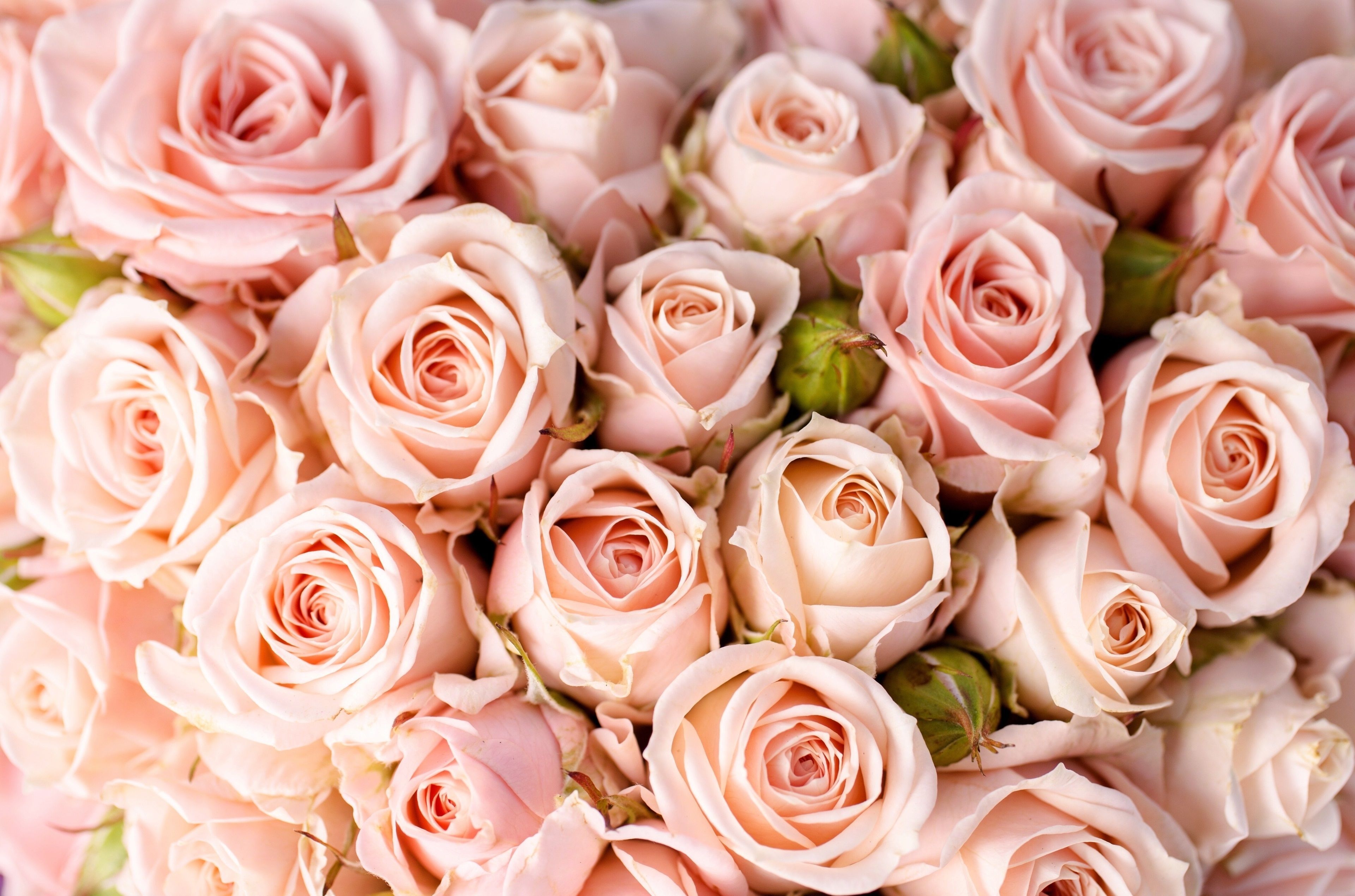 3840x2540 Light Pink Roses Wallpaper Free Light Pink Roses Background, Desktop