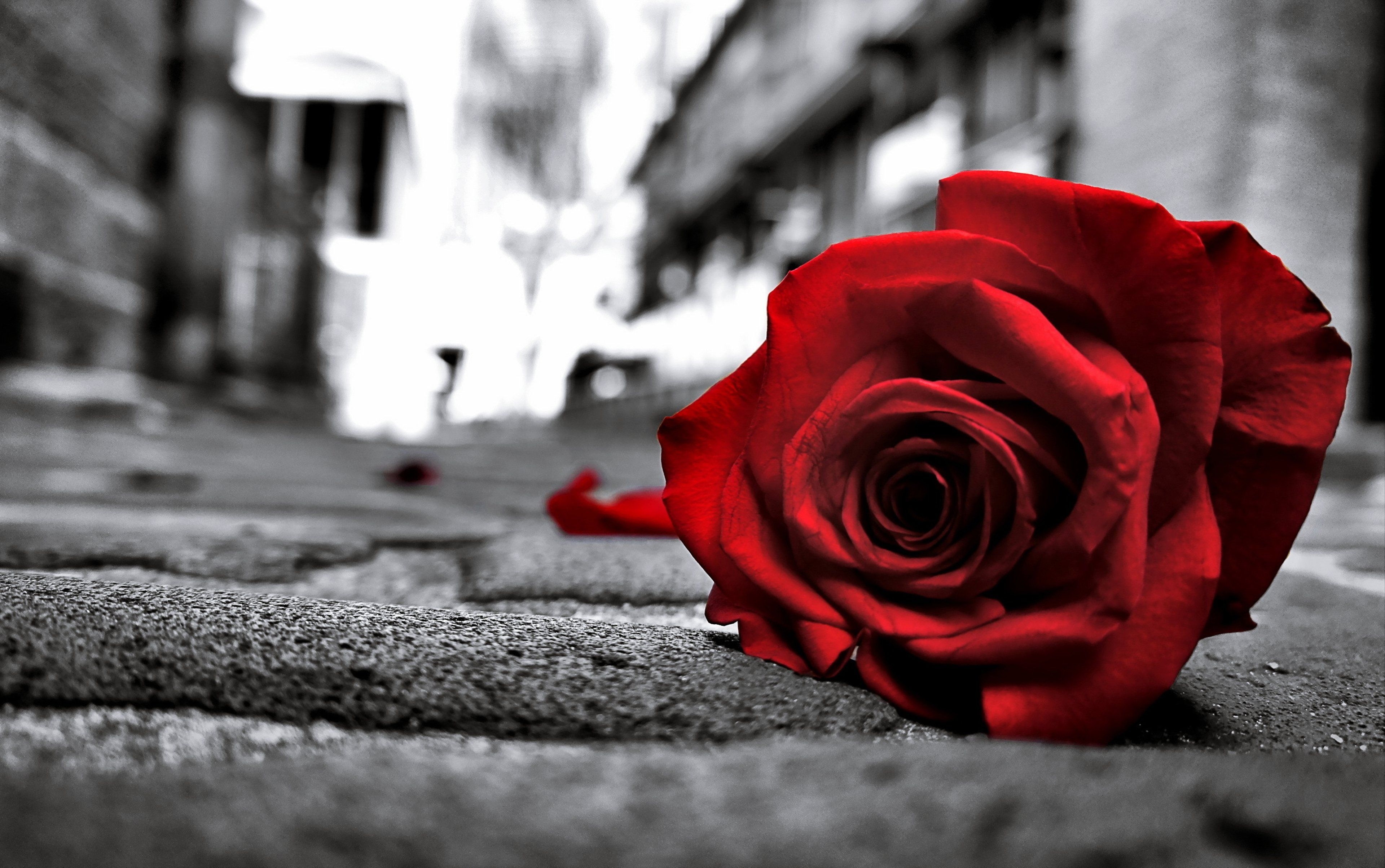 3840x2410 rose, Sad, Black, Lost, Love, Emotions, Flowers, Life, Road, Floor, Lonely Wallpaper HD / Desktop and Mobile Background, Desktop