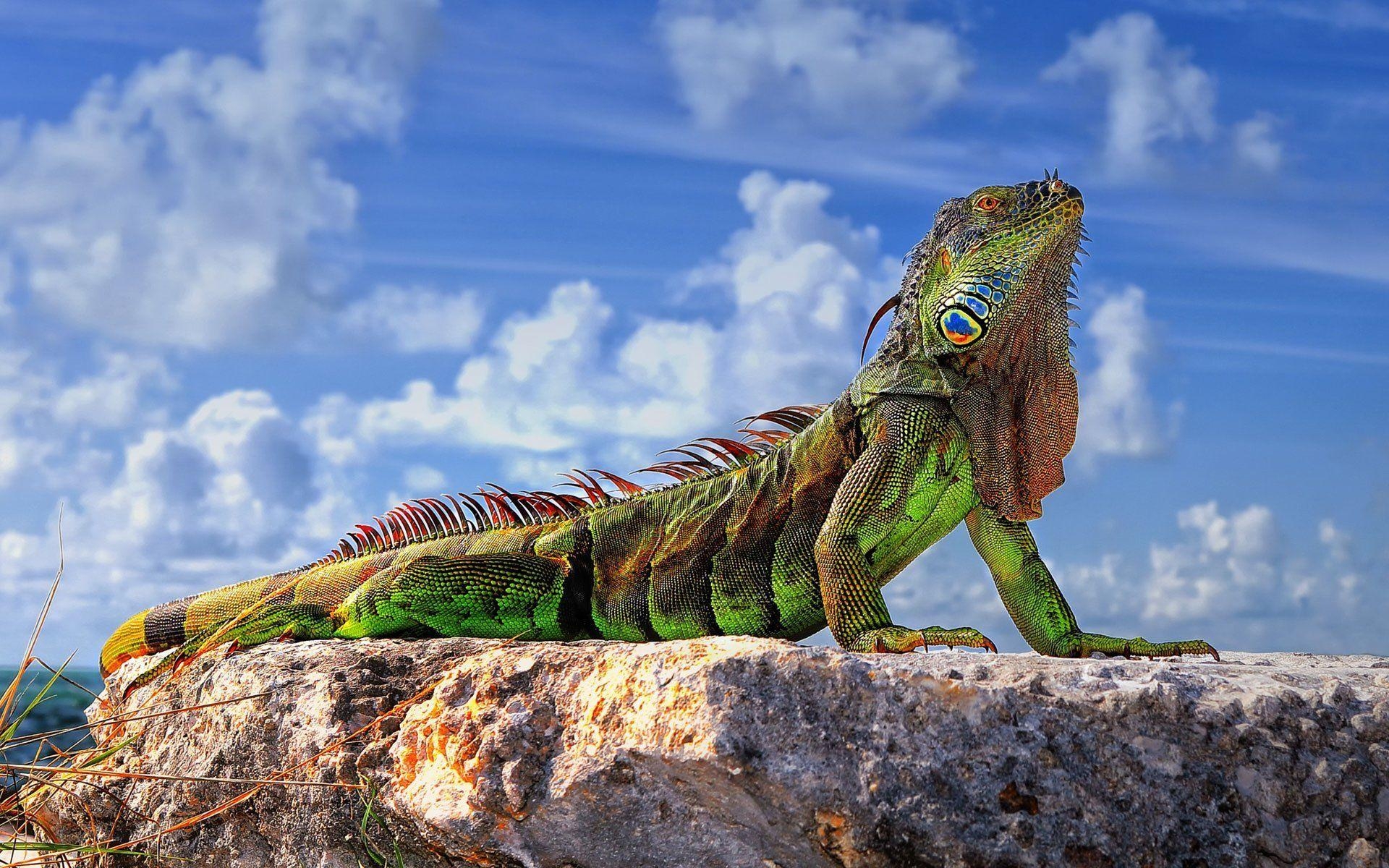 1920x1200 common iguana green iguana lizard stones sky HD wallpaper, Desktop