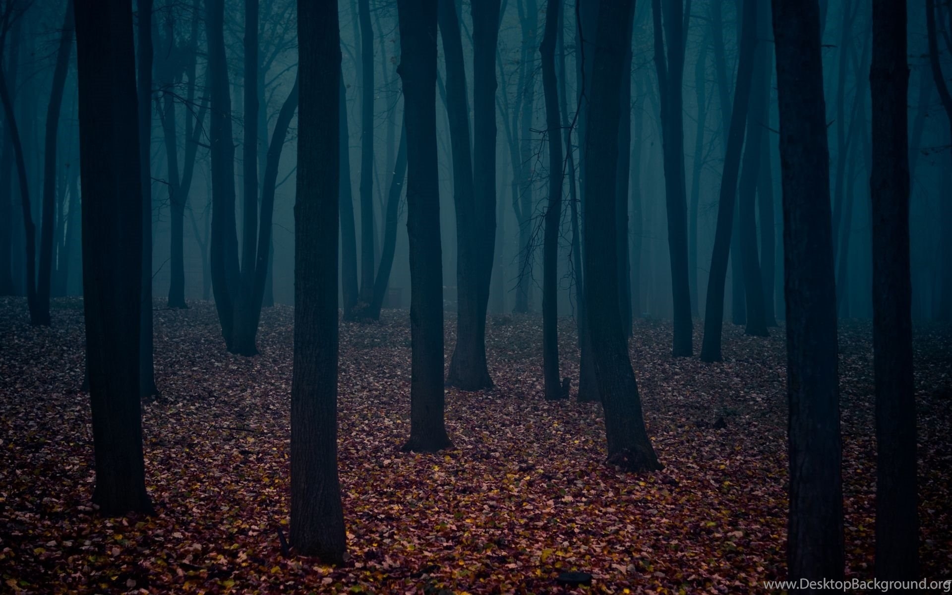 1920x1200 Dark Fall Fog Forest Leaves Trees HD Wallpaper Desktop Background, Desktop