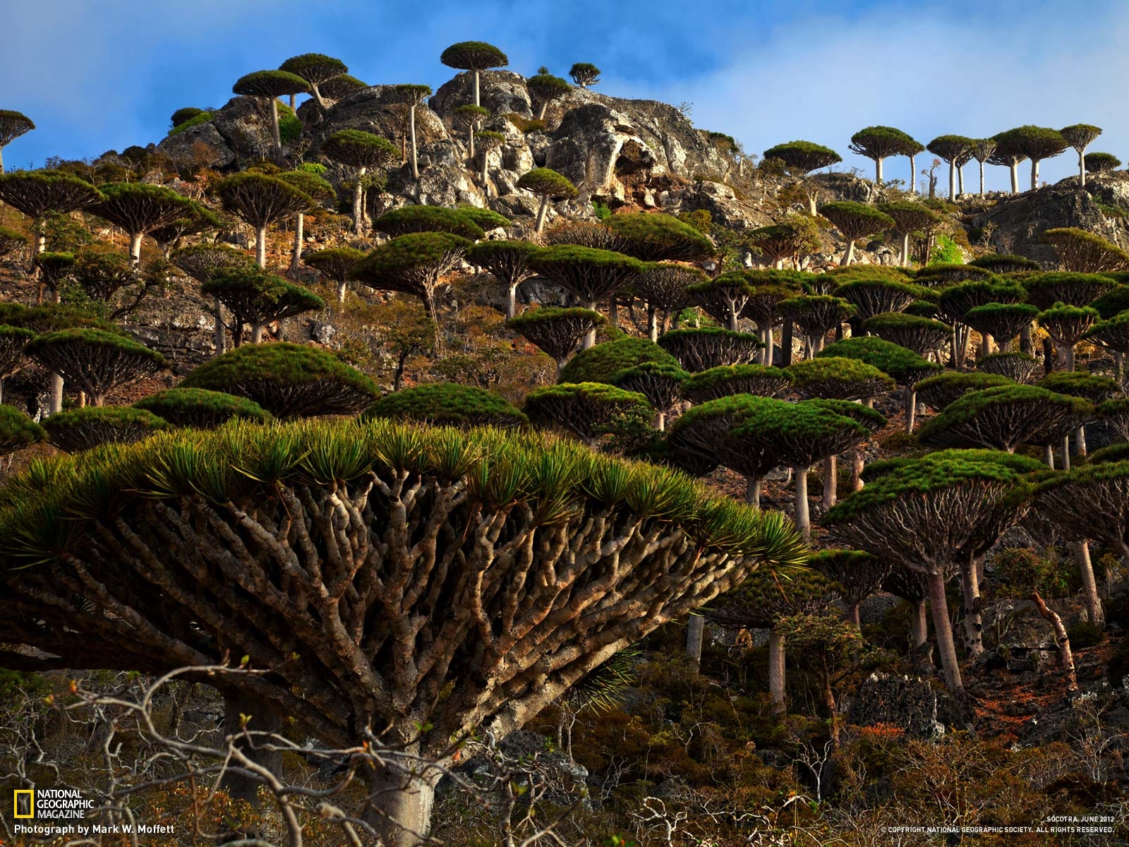 1600x1200 Socotra Gallery, More From National Geographic, Desktop