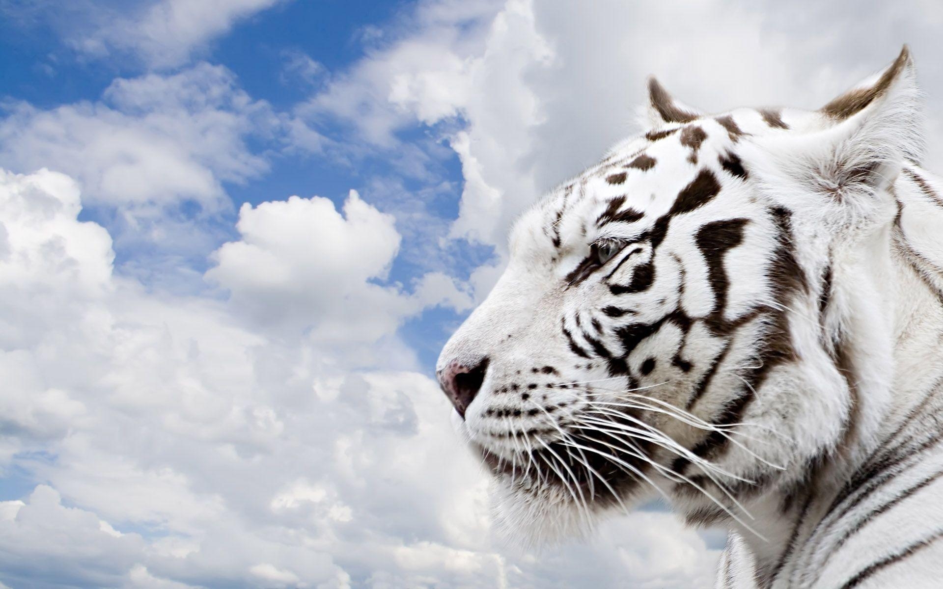 1920x1200 Desktop white tiger background image wallpaper, Desktop