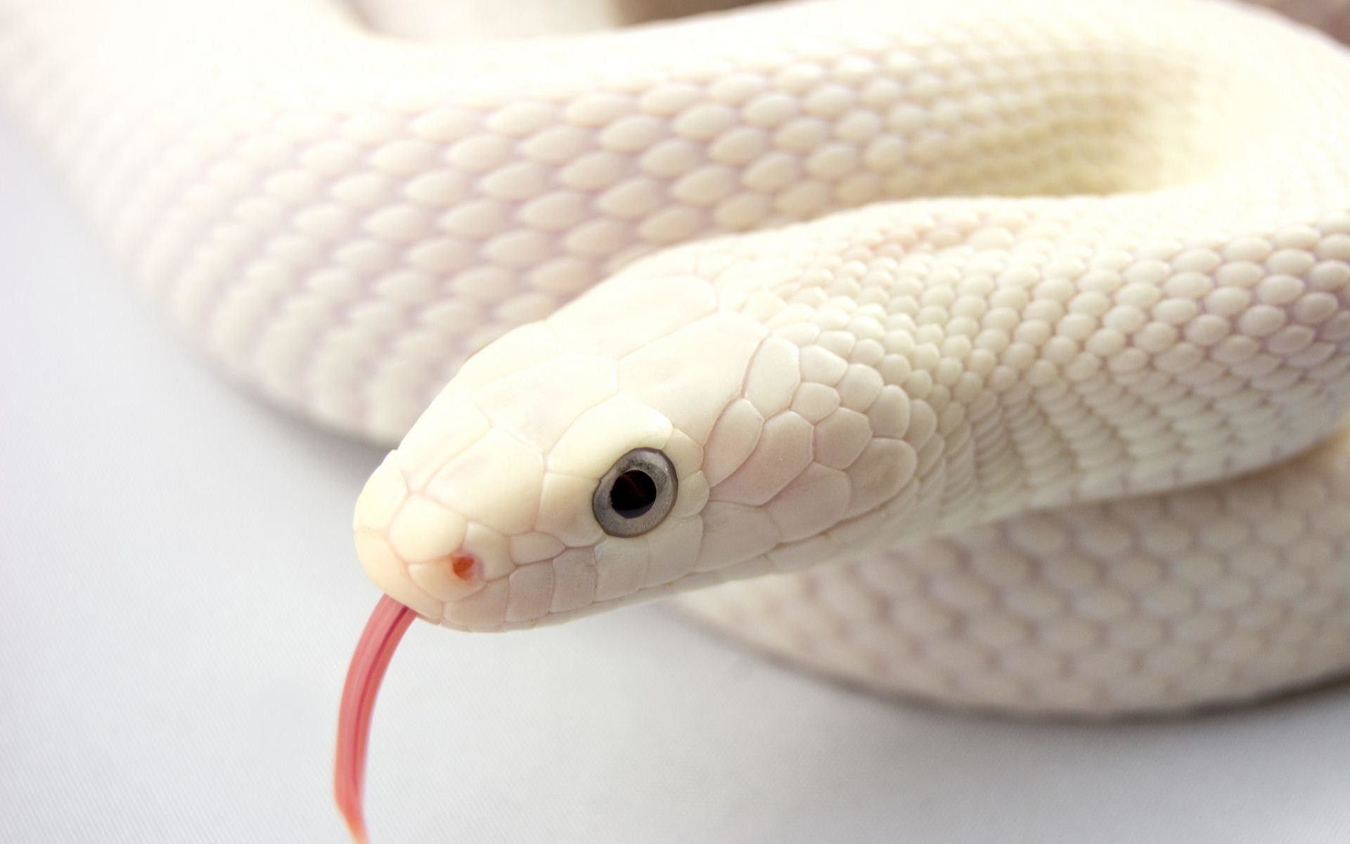 1920x1200 White Snake Wallpaper HD.itl.cat, Desktop