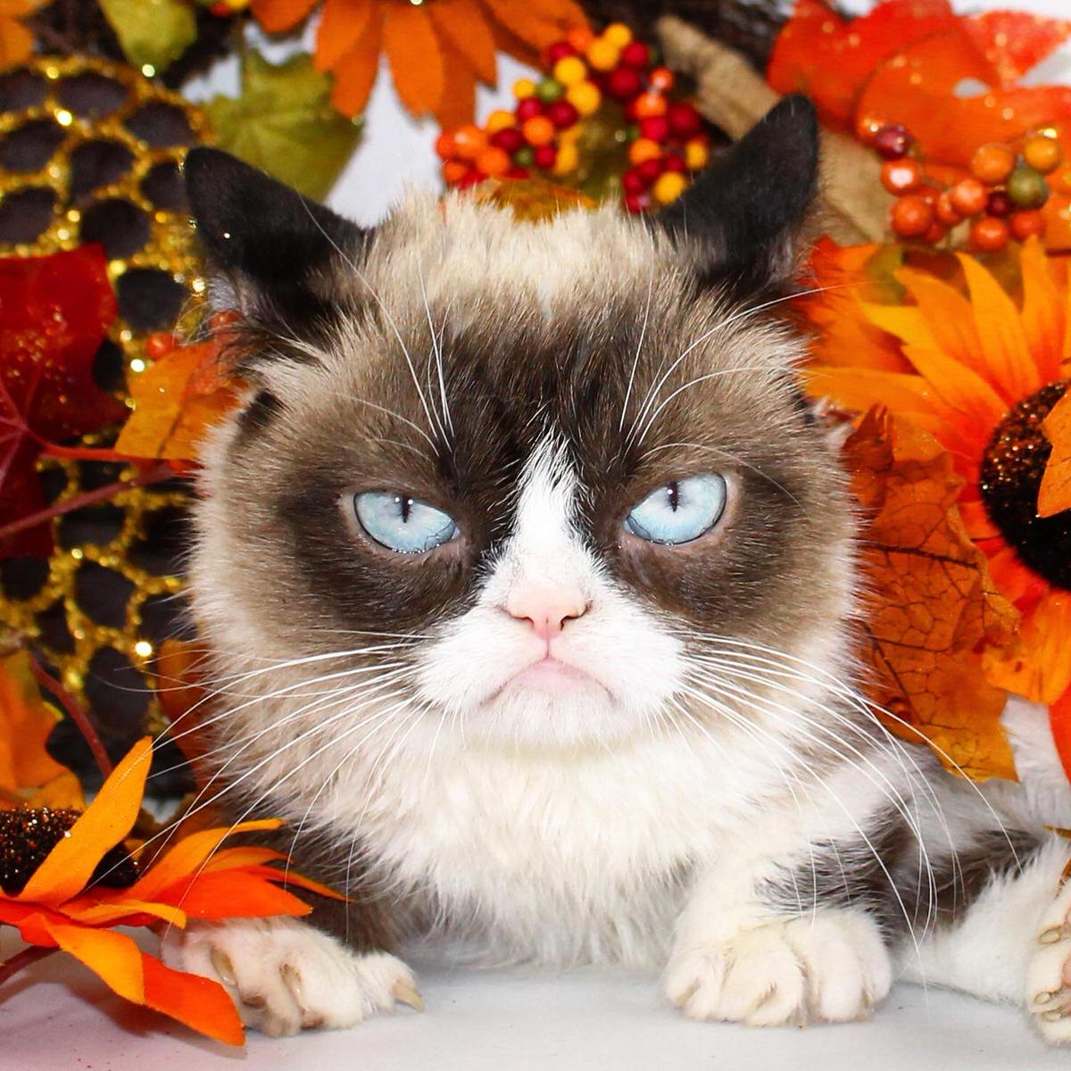 1200x1200 Grumpy Cat Thanksgiving Image, Phone