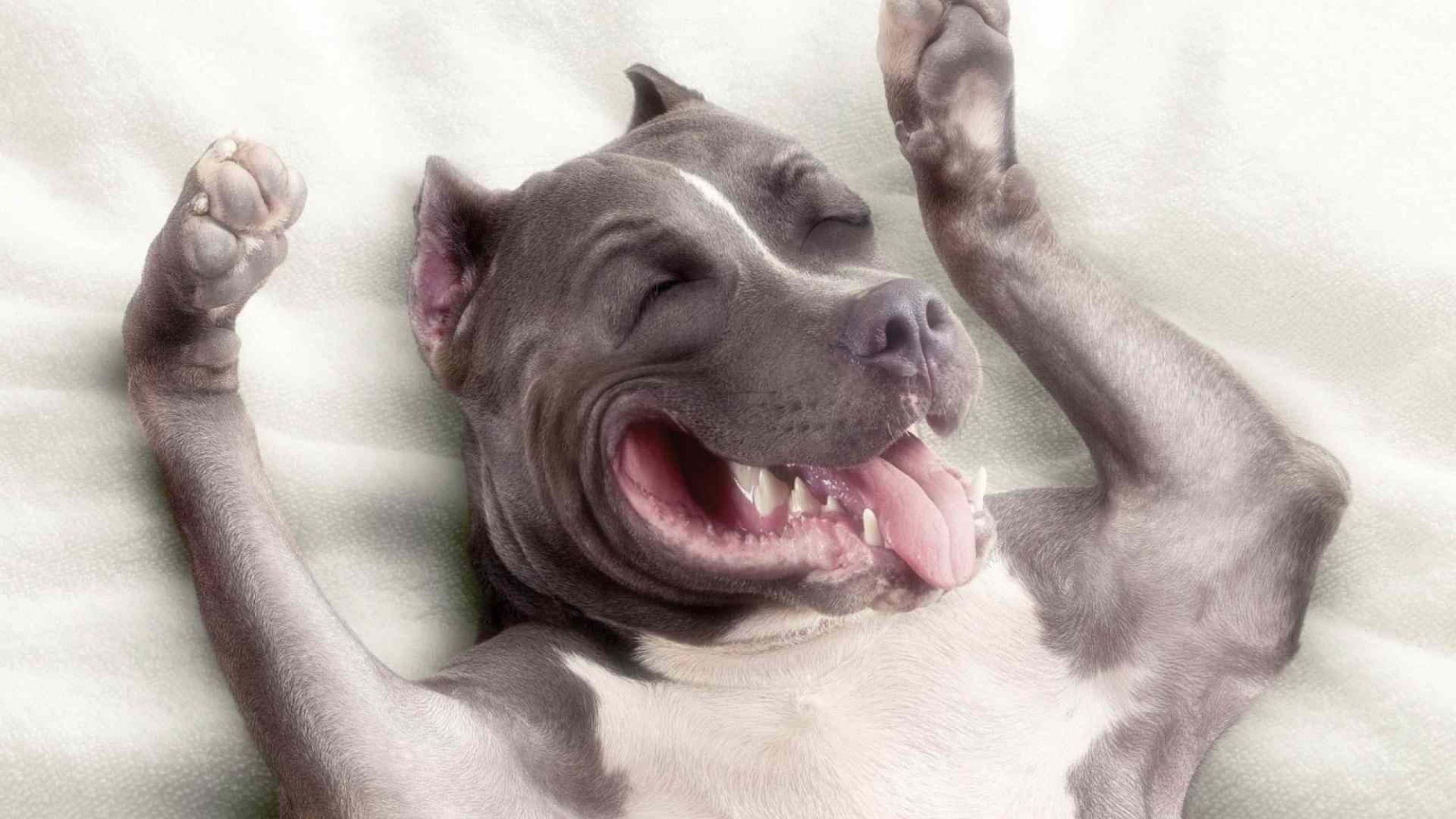 2560x1440 Pitbull Puppy Wallpaper Group , Download for free, Desktop