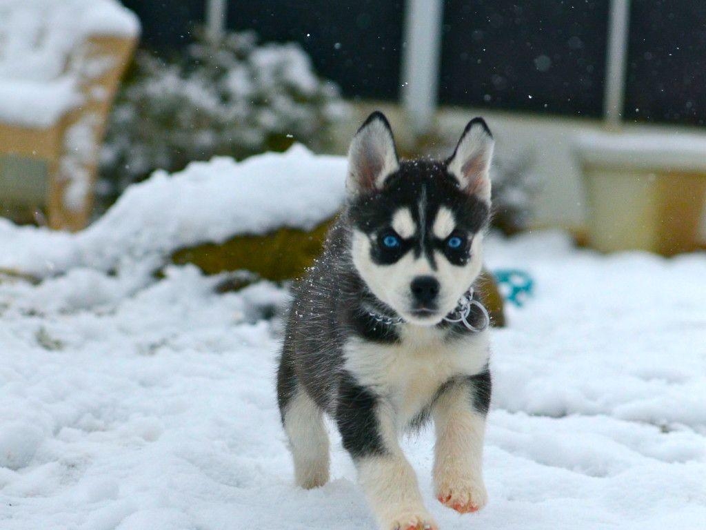 1030x770 Baby Husky With Blue Eyes In Snow, Desktop