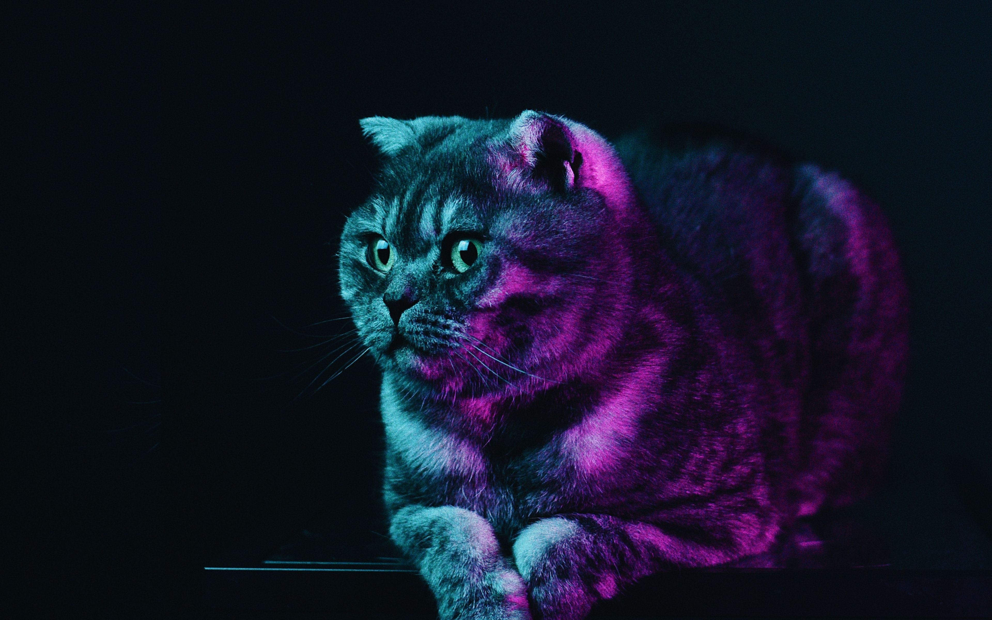 3840x2400 Download Fat cat, neon glow, animal wallpaper, 3840x 4K Ultra HD 16: Widescreen, Desktop