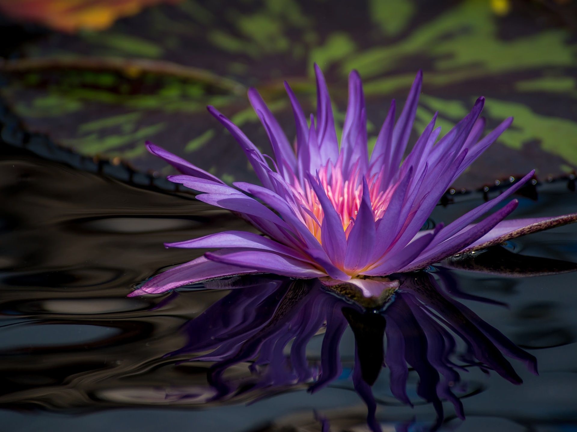 1920x1440 Wallpaper Purple water lily, flower in pond  HD Picture, Desktop