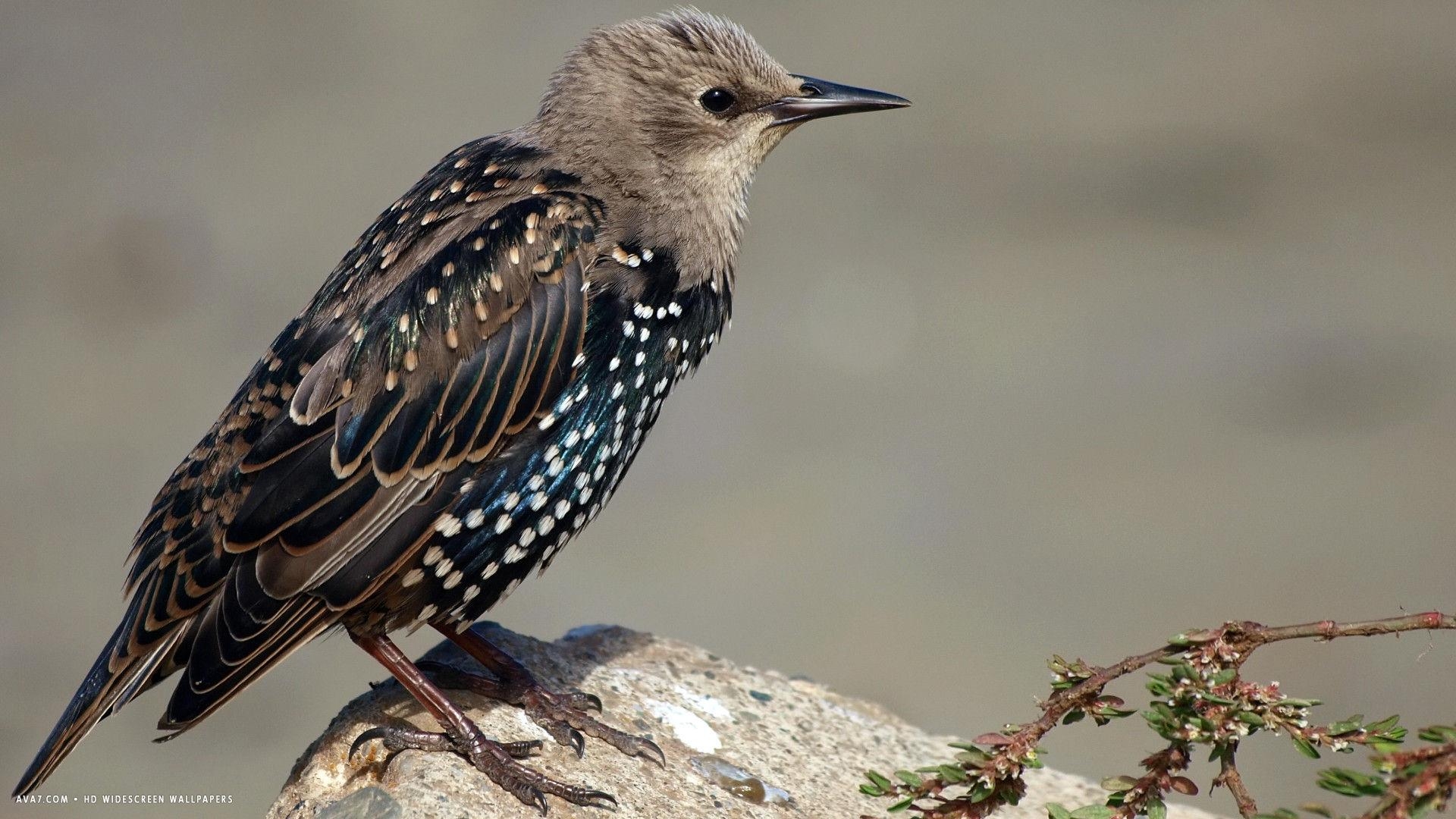 1920x1080 starling bird resting HD widescreen wallpaper / birds, Desktop