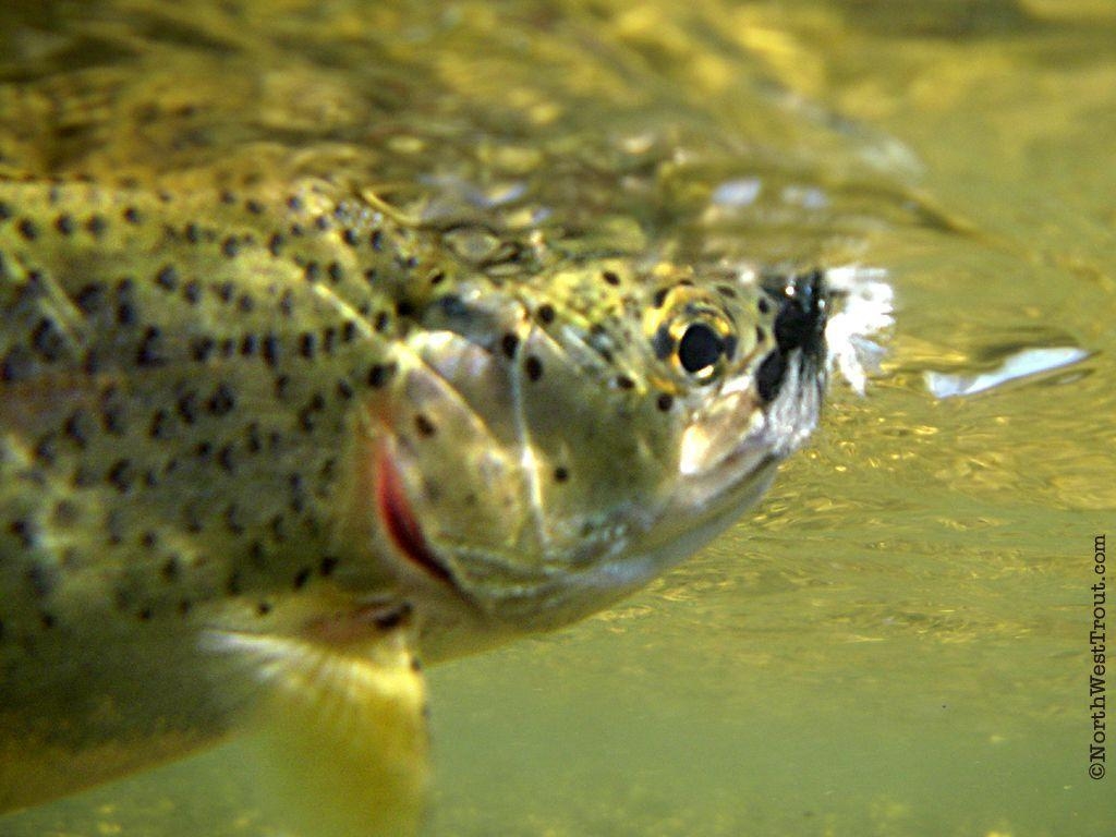 1030x770 Rainbow Trout Picture Free. Rainbow Trout Wallpaper, Desktop