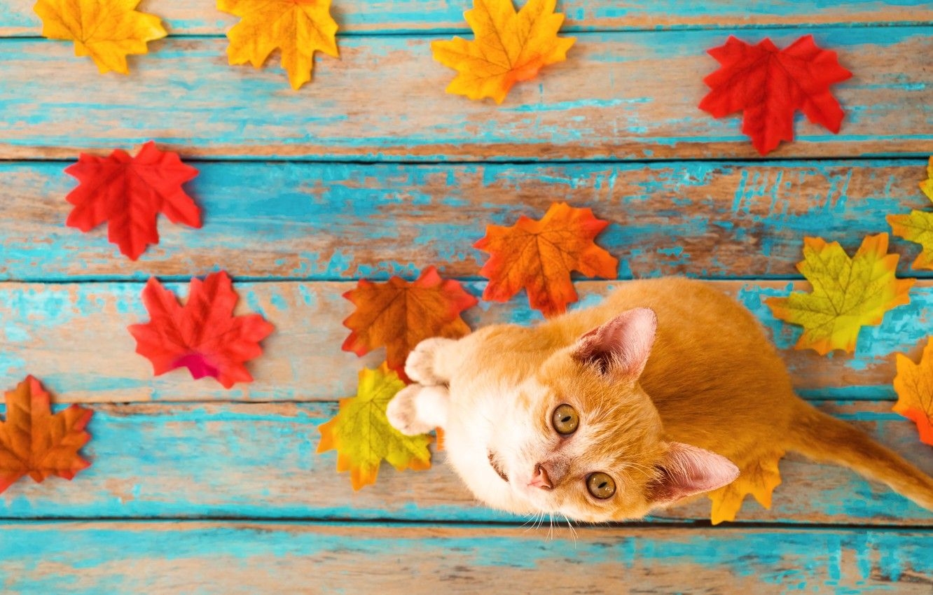 1340x850 Wallpaper autumn, cat, leaves, background, tree, colorful, vintage, wood, cat, background, autumn, leaves, maple image for desktop, section кошки, Desktop