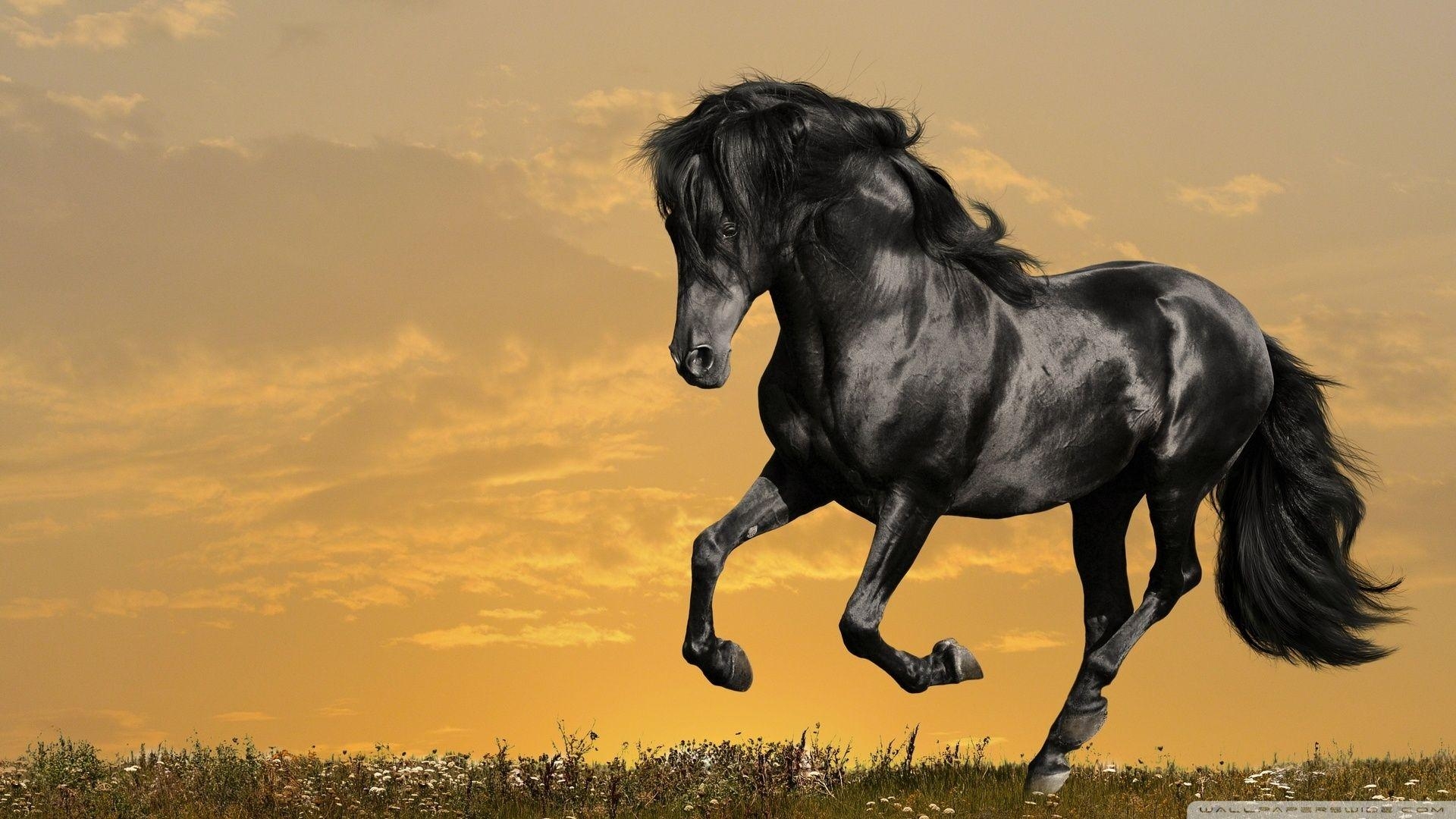 1920x1080 Beautiful Running Horse Wallpaper For Desk, Desktop