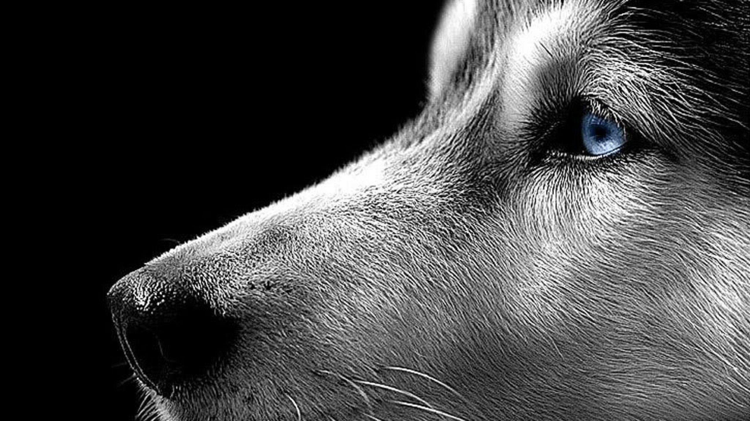 2560x1440 Wallpaper Dog Pitbull Homepage Siberian Husky X, Desktop