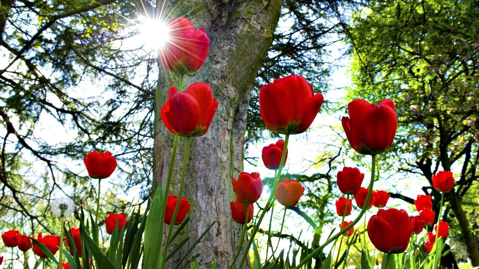 1920x1080 Red tulips  Flower Wallpaper - #, Desktop