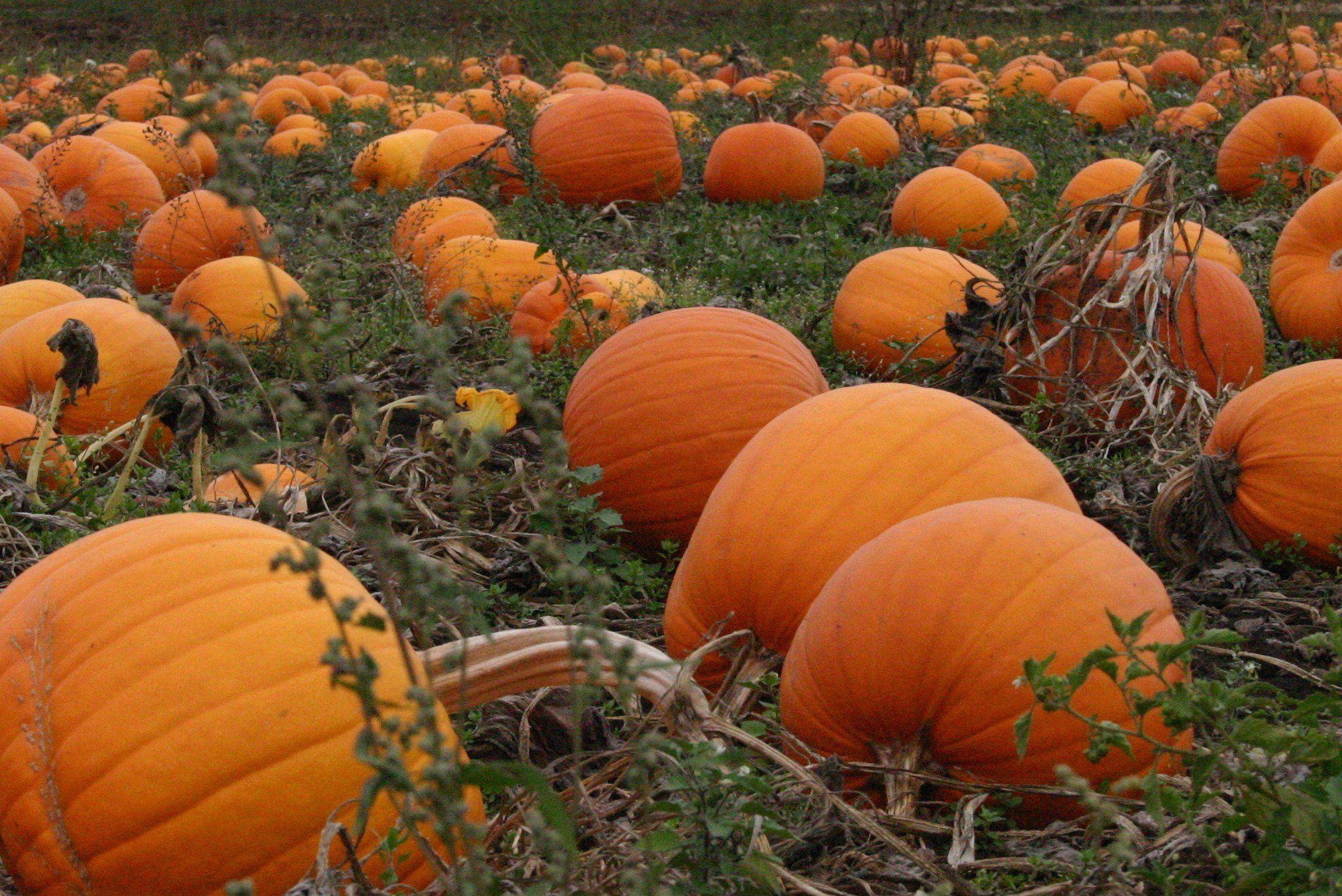 2050x1370 Pumpkin patch halloween autumn wallpaperx1368, Desktop