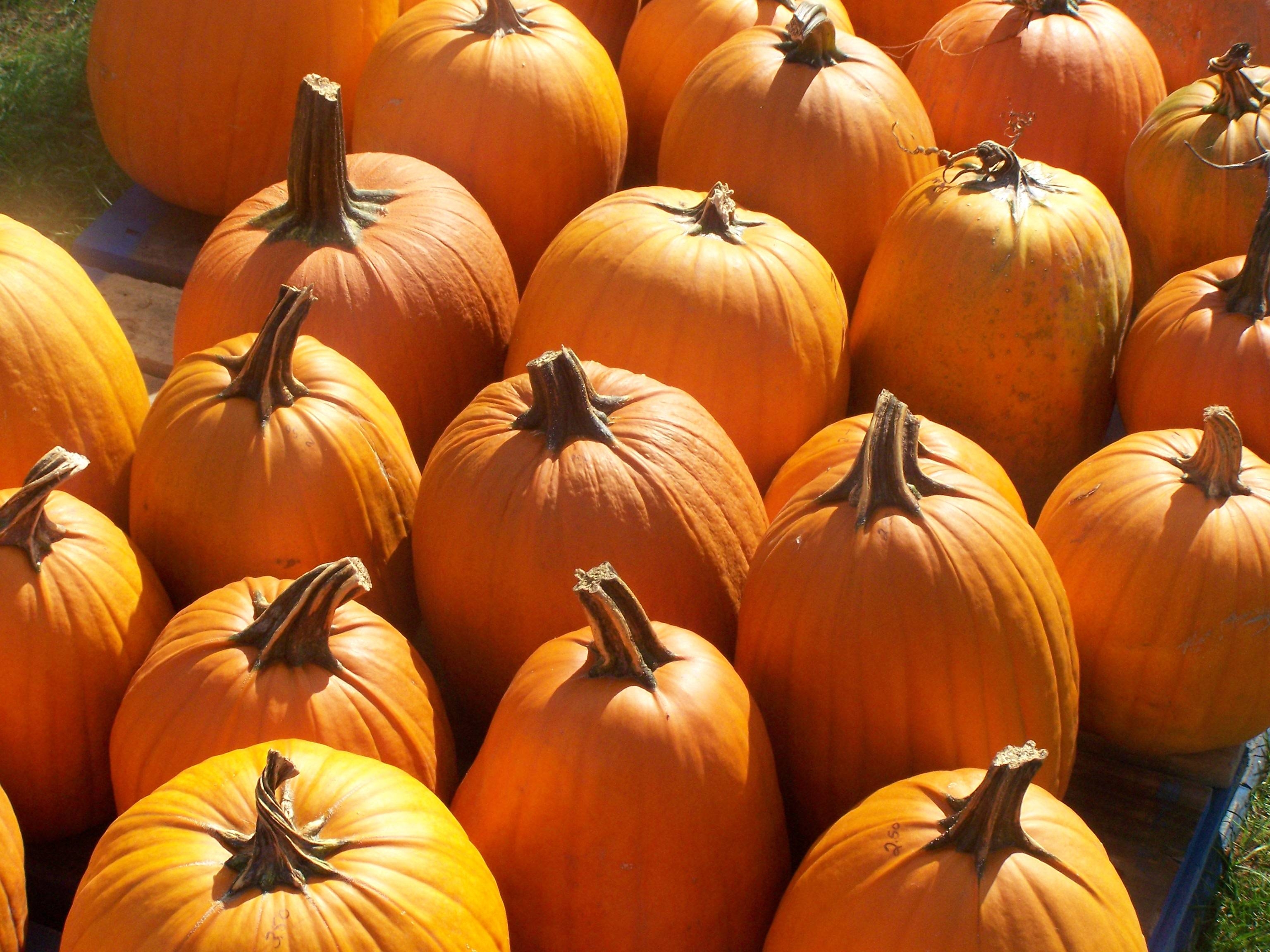 3080x2310 Free Pumpkin Wallpaper 20035 HD Desktop Background and Widescreen, Desktop