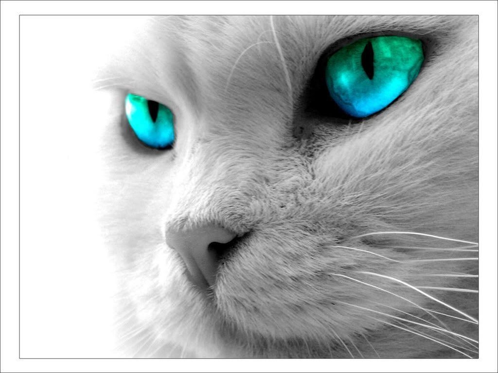 1030x770 Cool Cat Wallpaper, Desktop