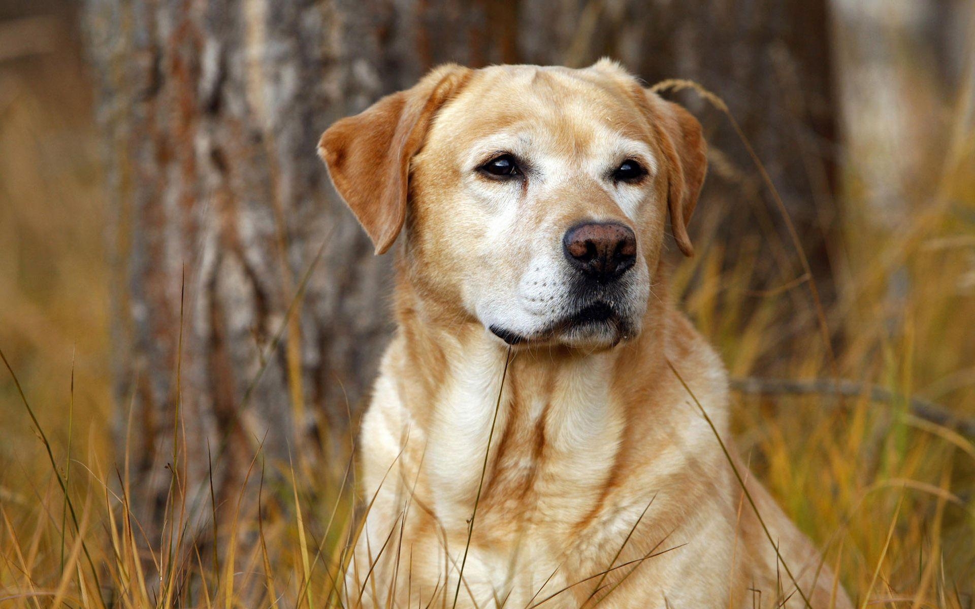 1920x1200 Labrador Retriever Wallpaper High Resolution and Quality Download, Desktop