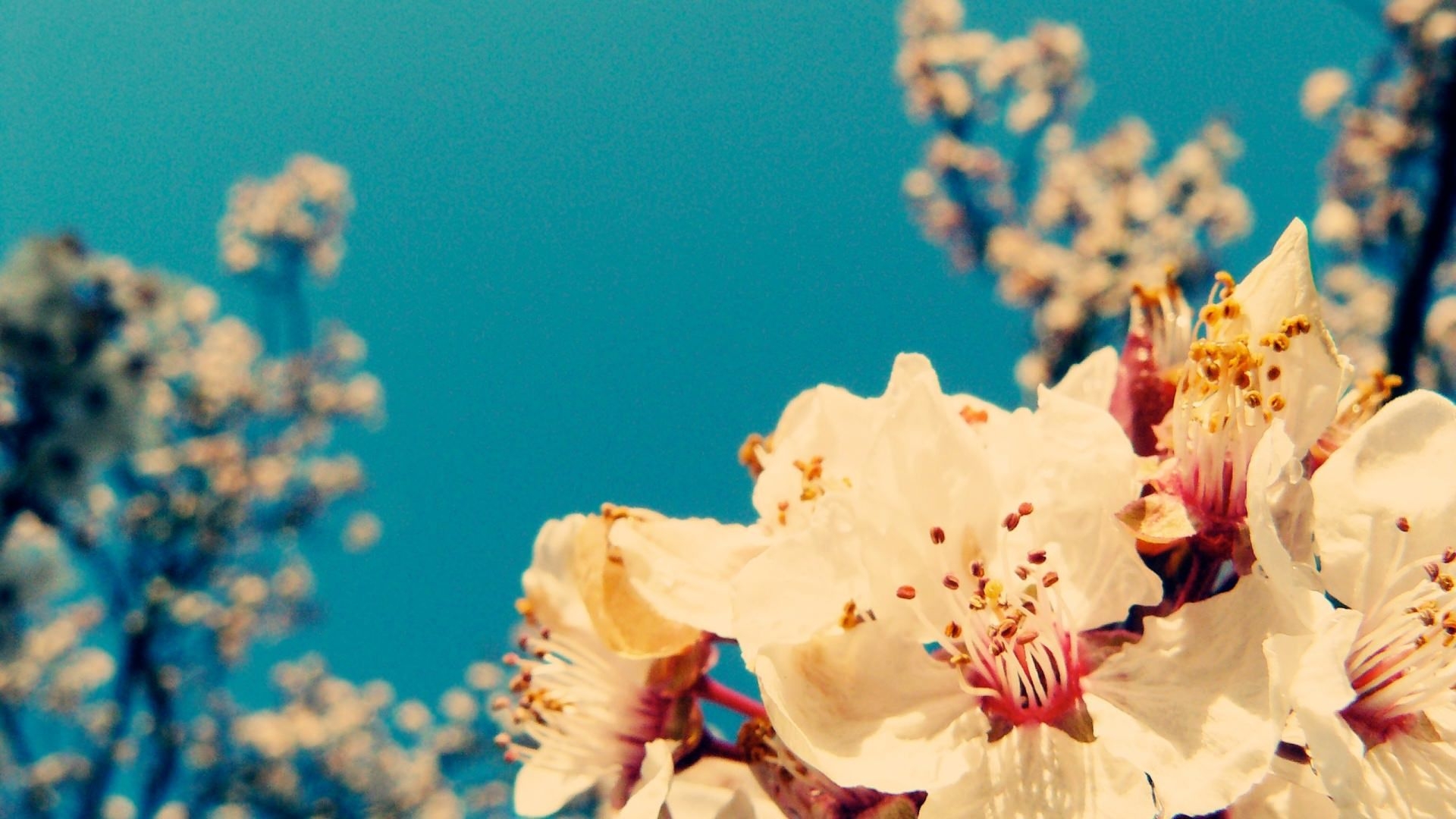1920x1080 Cherry Blossoms Vintage Desktop Laptop Chromebook Wallpaper. Vintage Flowers Wallpaper, Wallpaper Nature Flowers, Flower Desktop Wallpaper, Desktop