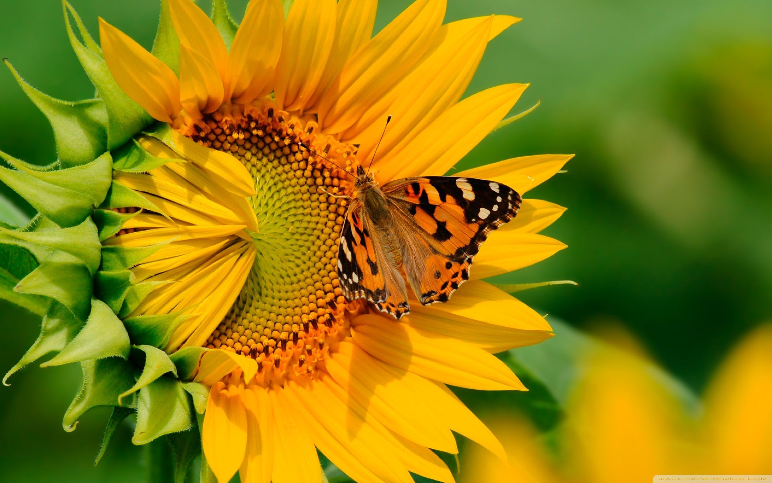 2560x1600 Sunflower Desktop Wallpaper Free Sunflower Desktop Background, Desktop