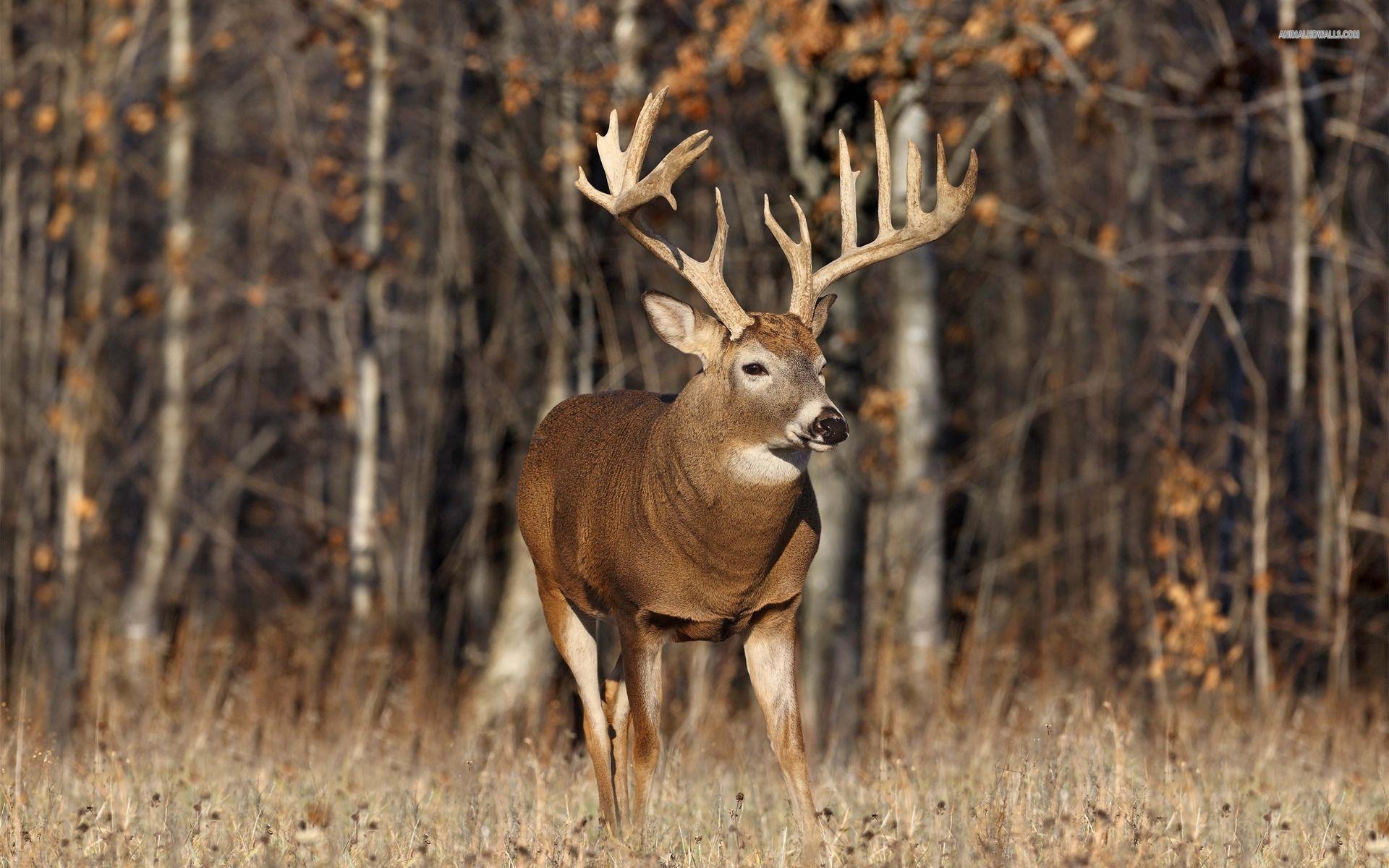 1920x1200 Wallpaper for gt whitetail buck deer wallpaper, Desktop